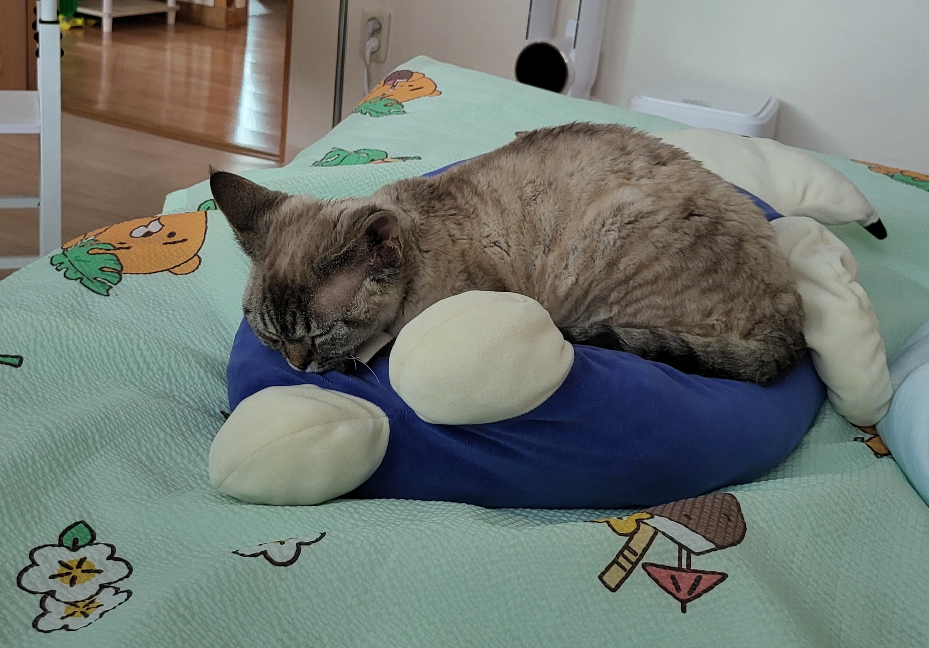 콘팡이와 함께한 한달간의 이야기