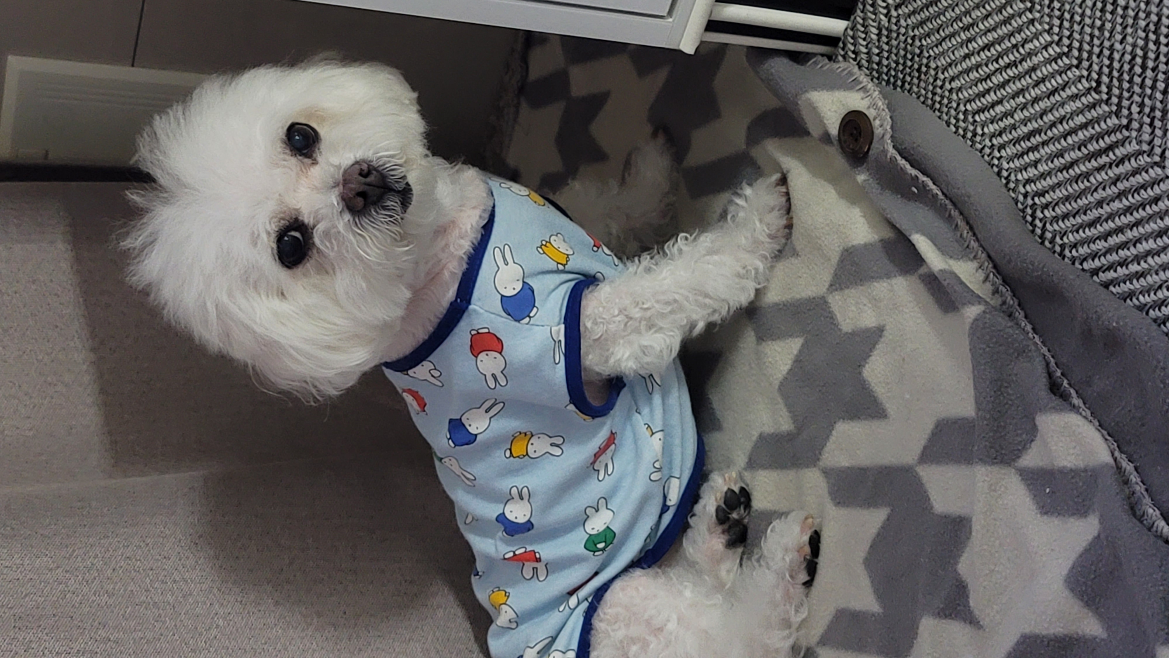 구름이와 봄이 소식 (하음.하삼)