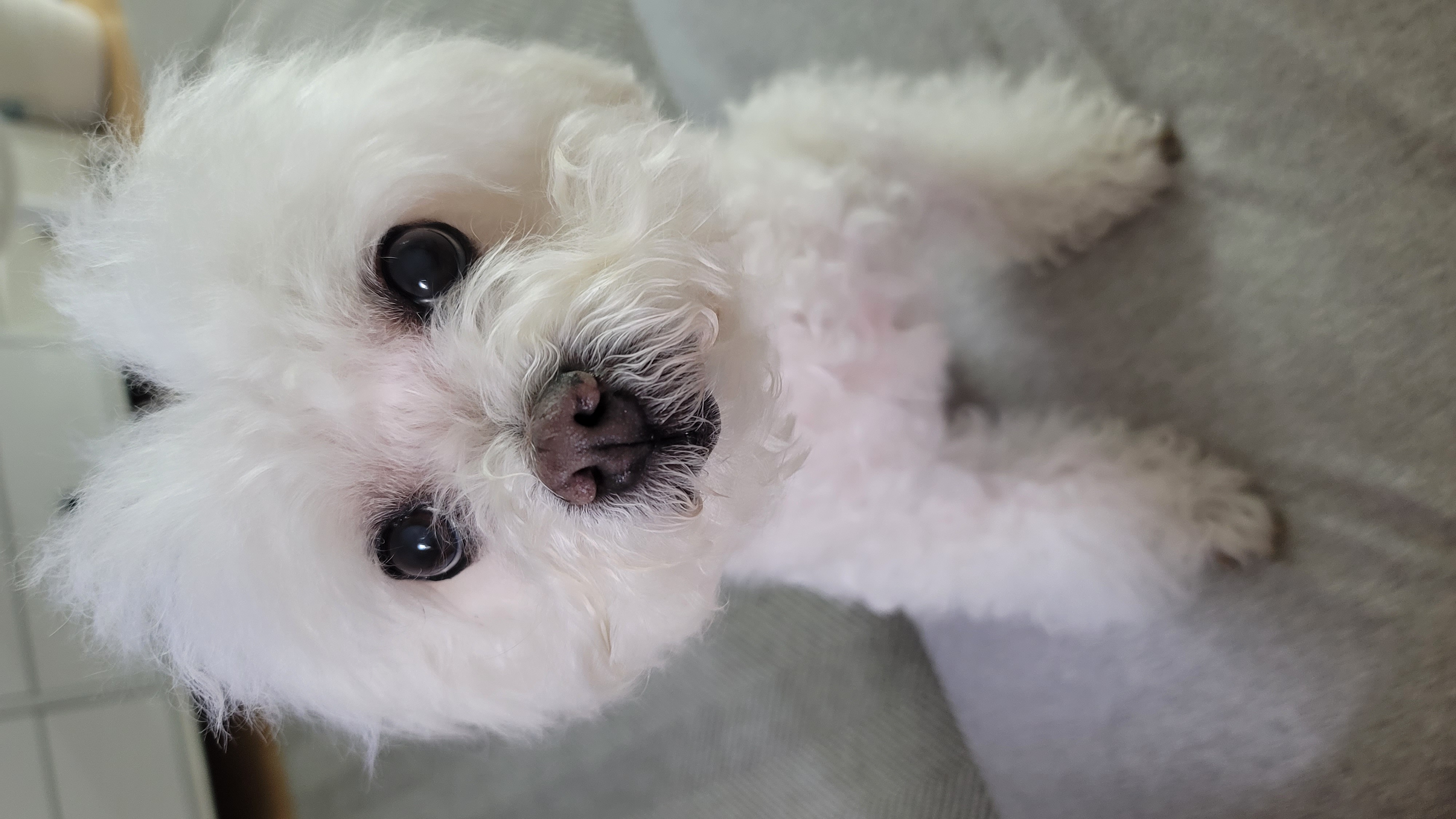 구름이와 봄이 소식 (하음.하삼)