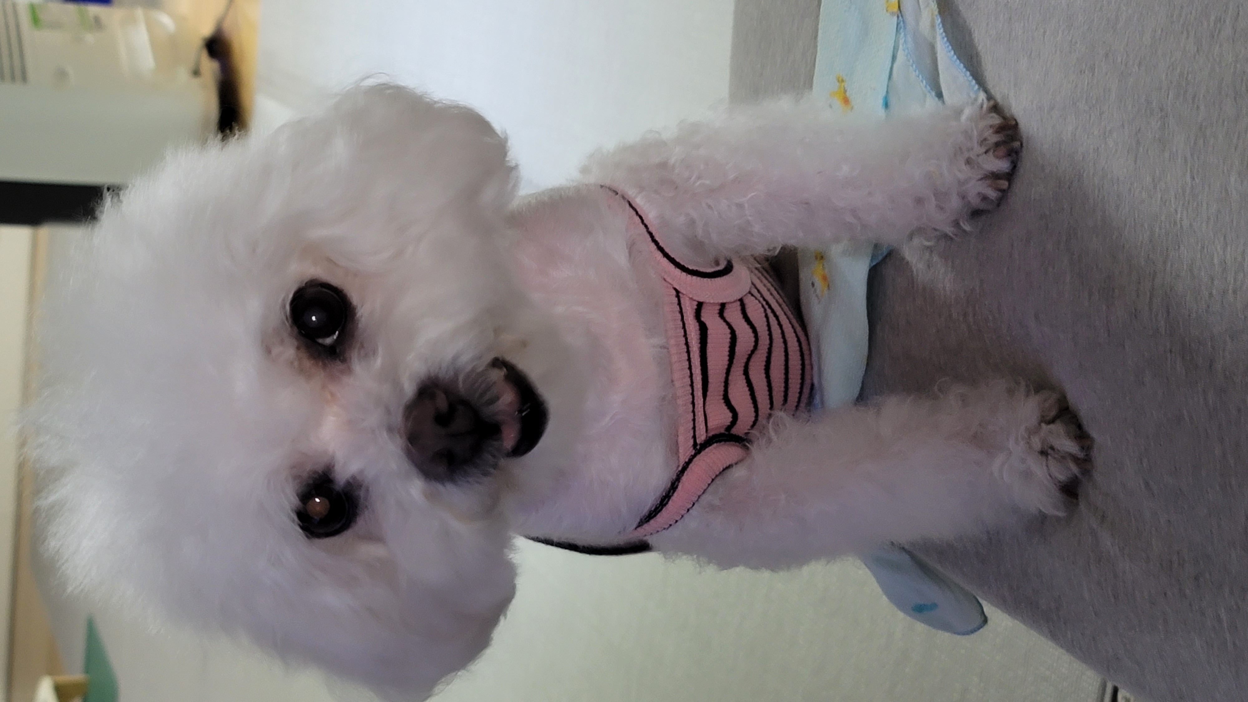 구름이와 봄이 소식 (하음.하삼)