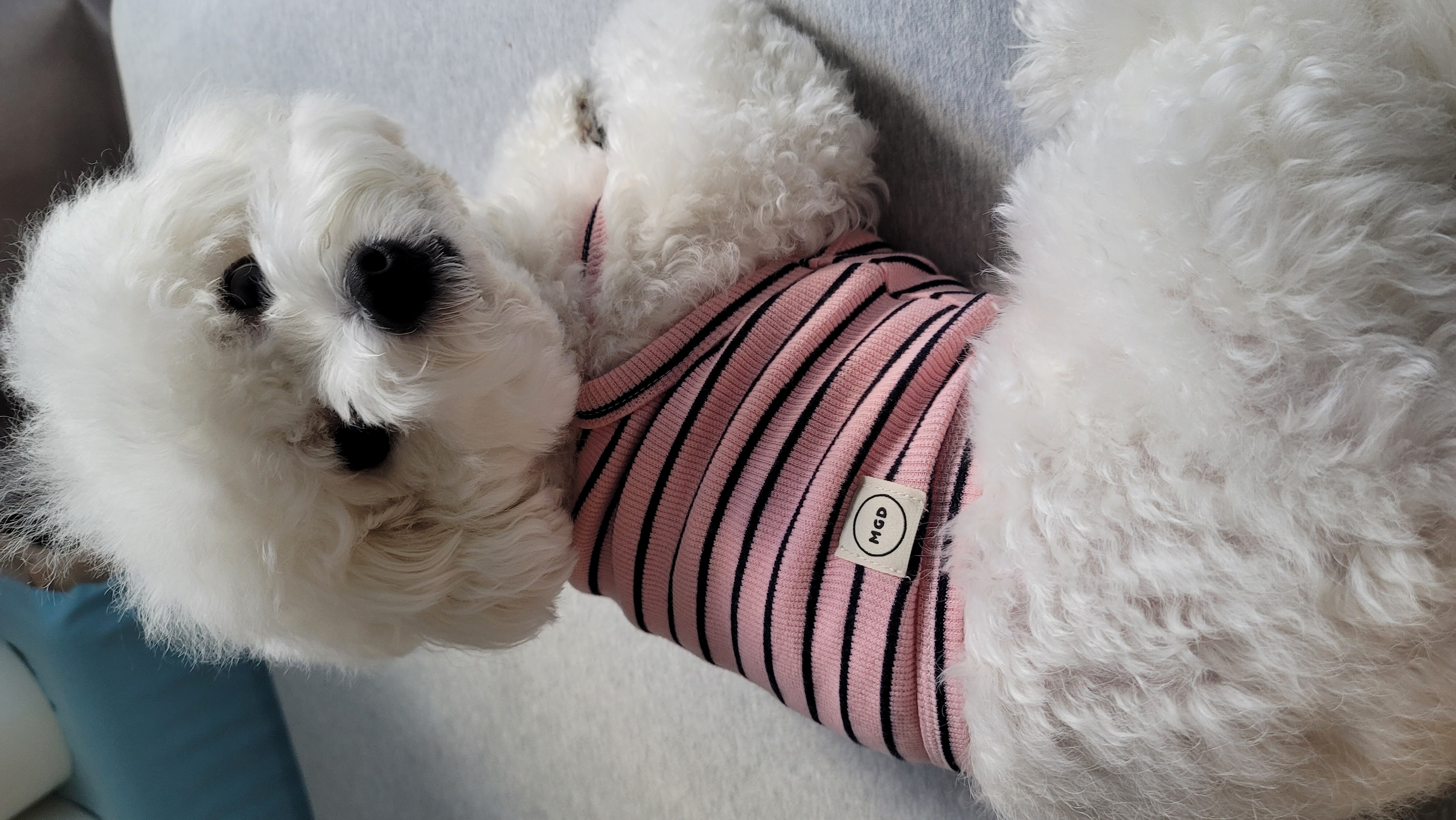 구름이와 봄이 소식 (하음.하삼)