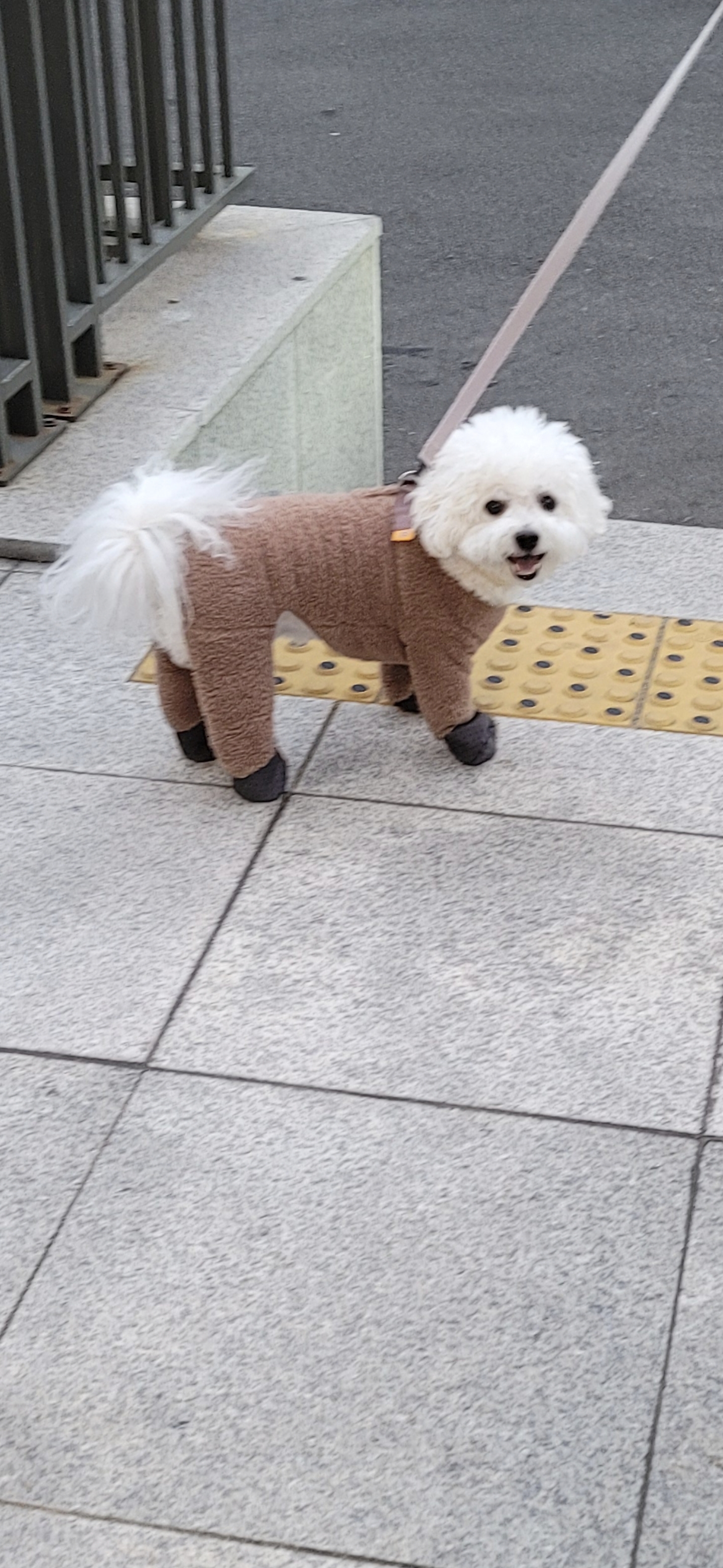 구름이와 봄이 소식 (하음.하삼)