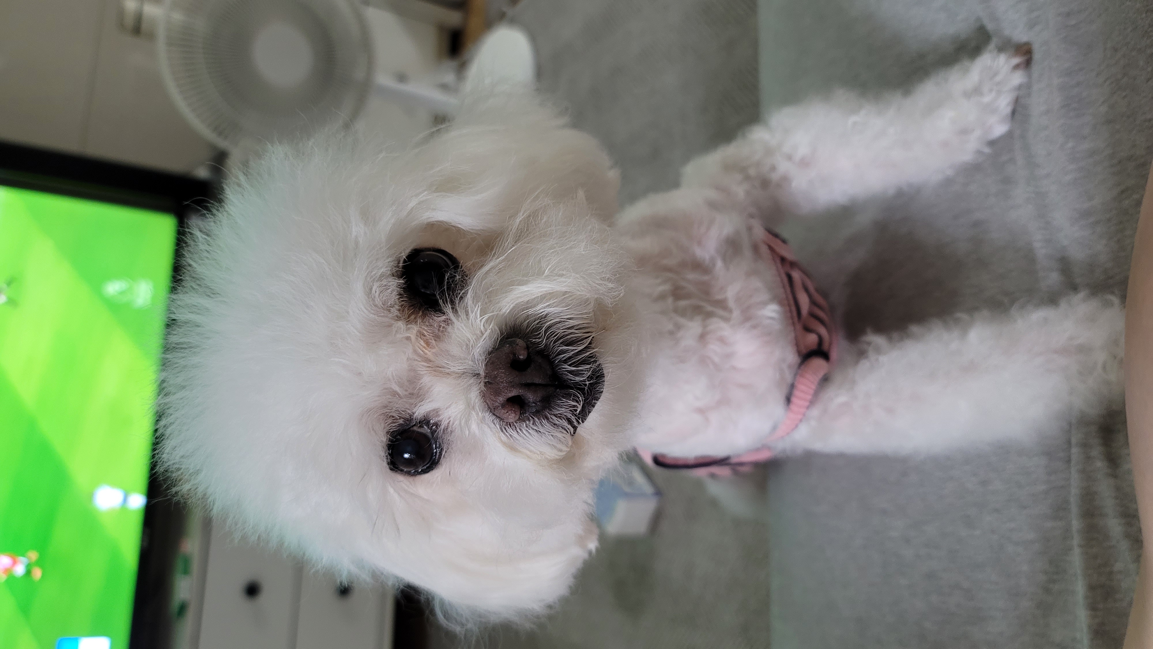 구름이와 봄이 소식 (하음.하삼)