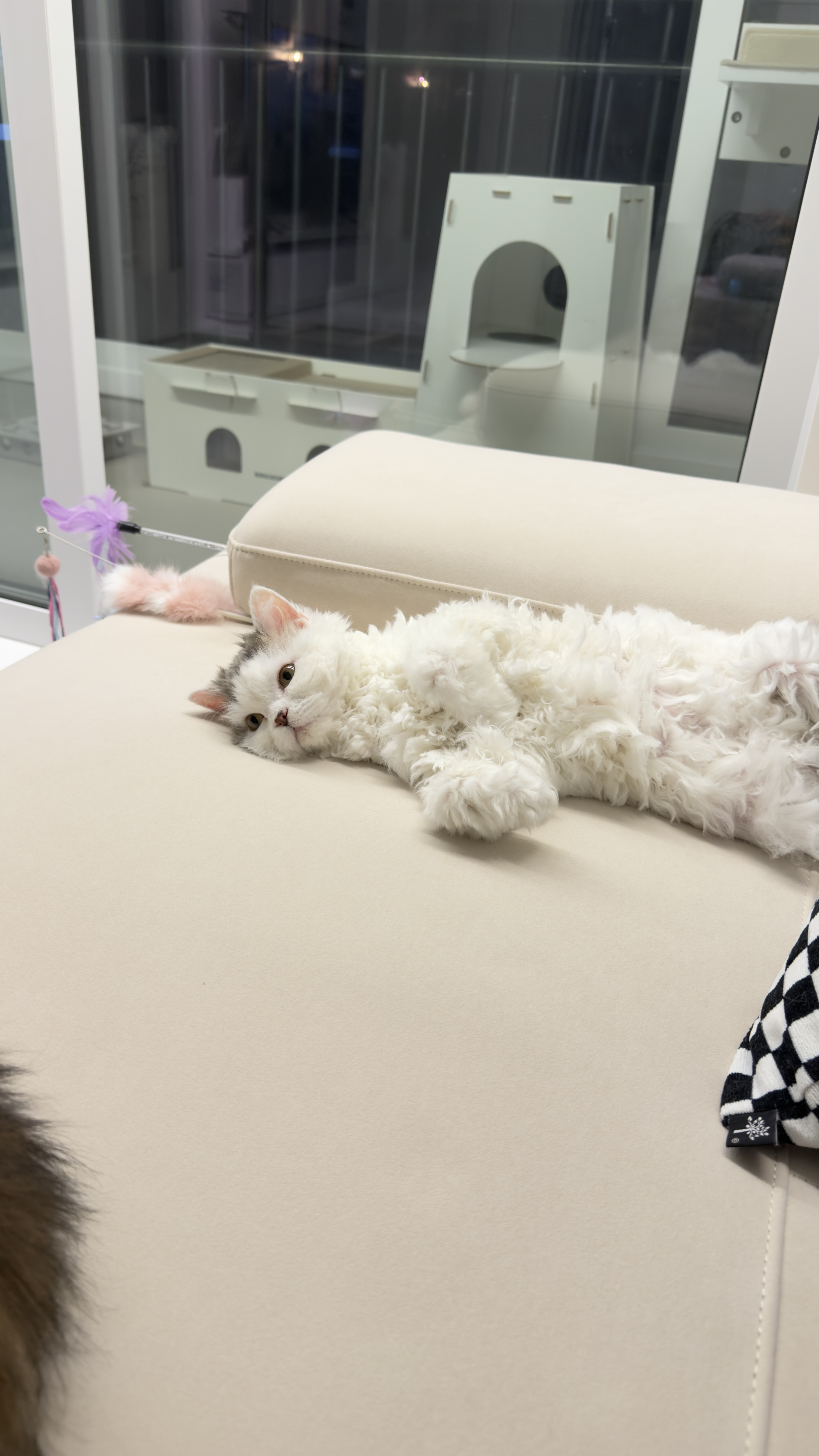 가루(구 루루) 입양 6개월차🩶