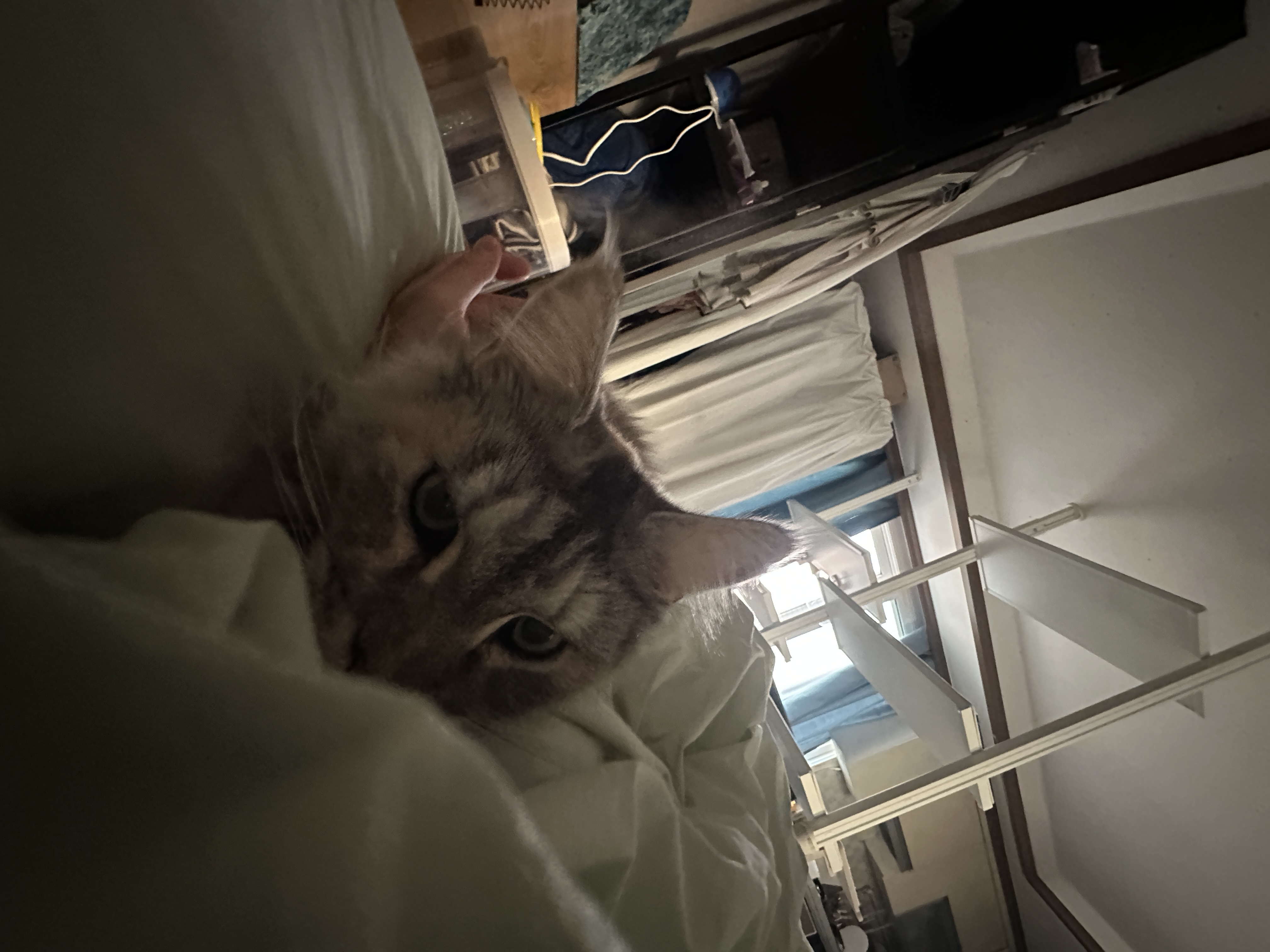 입양 3개월 백호야(이쿤이) 소식입니디