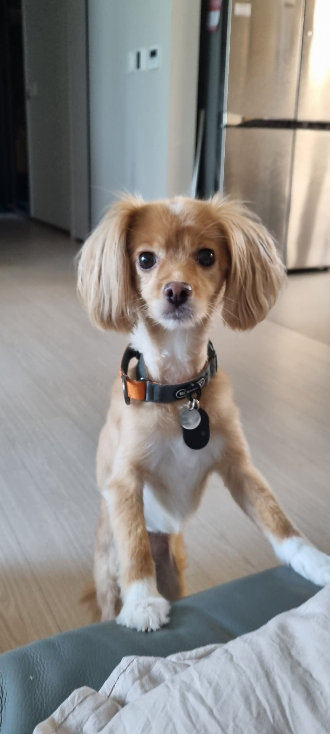 리코, 담비(구.샛별이) 소식 올려요