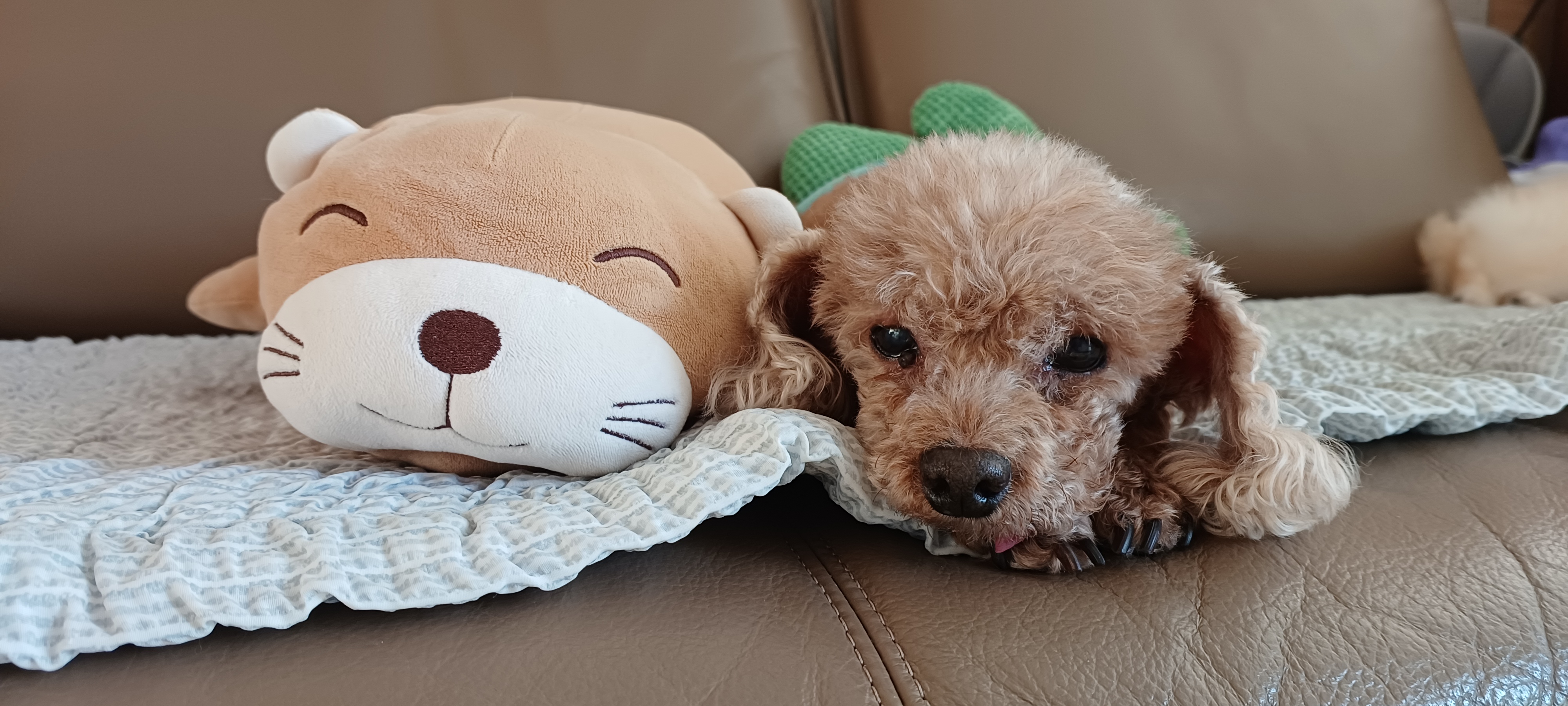 부산에서 뽀비에요(구ㆍ퐁듀)