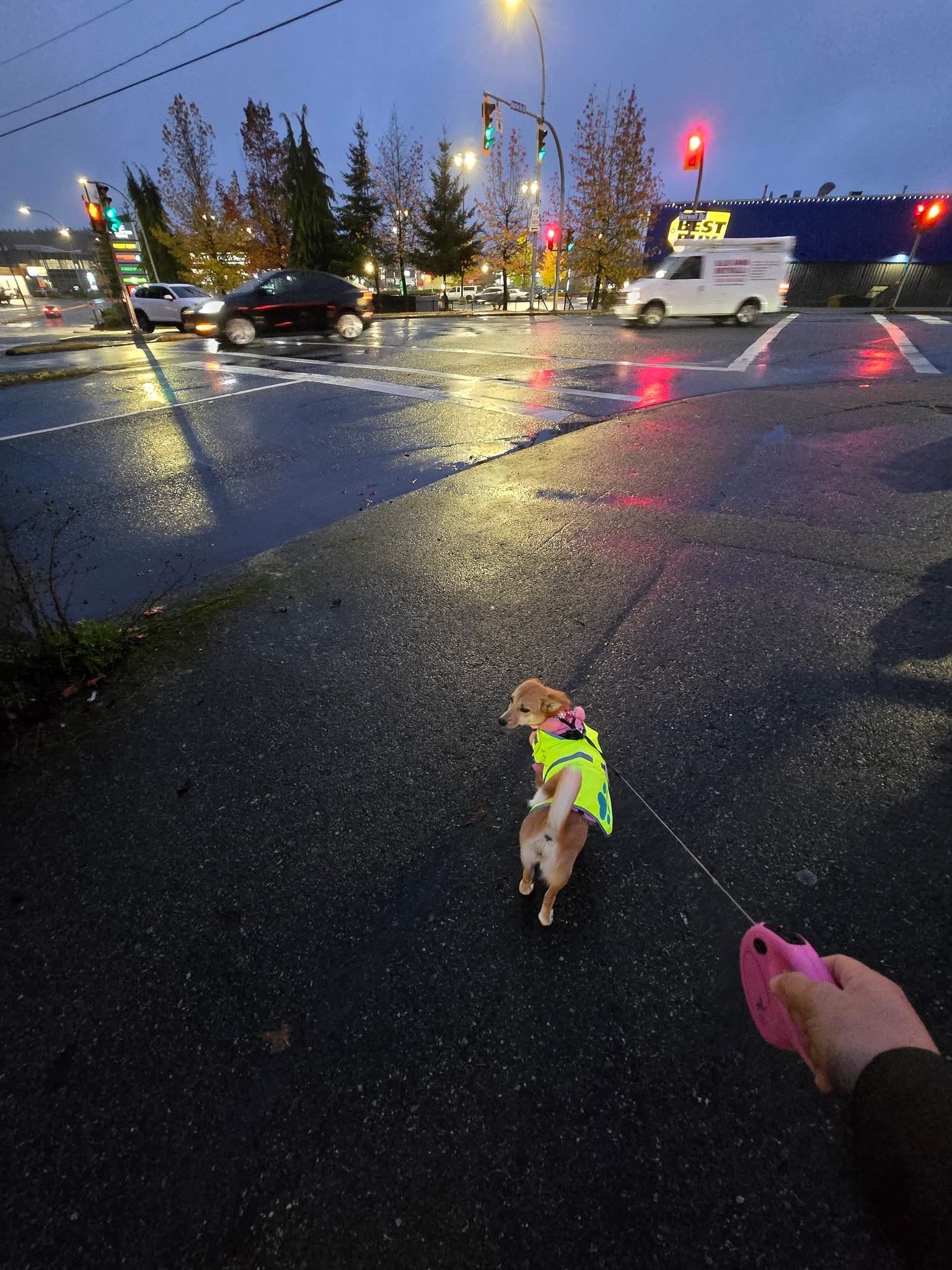 [해외입양] 캐나다 밴쿠버에서 전해온 '모나' 소식💌