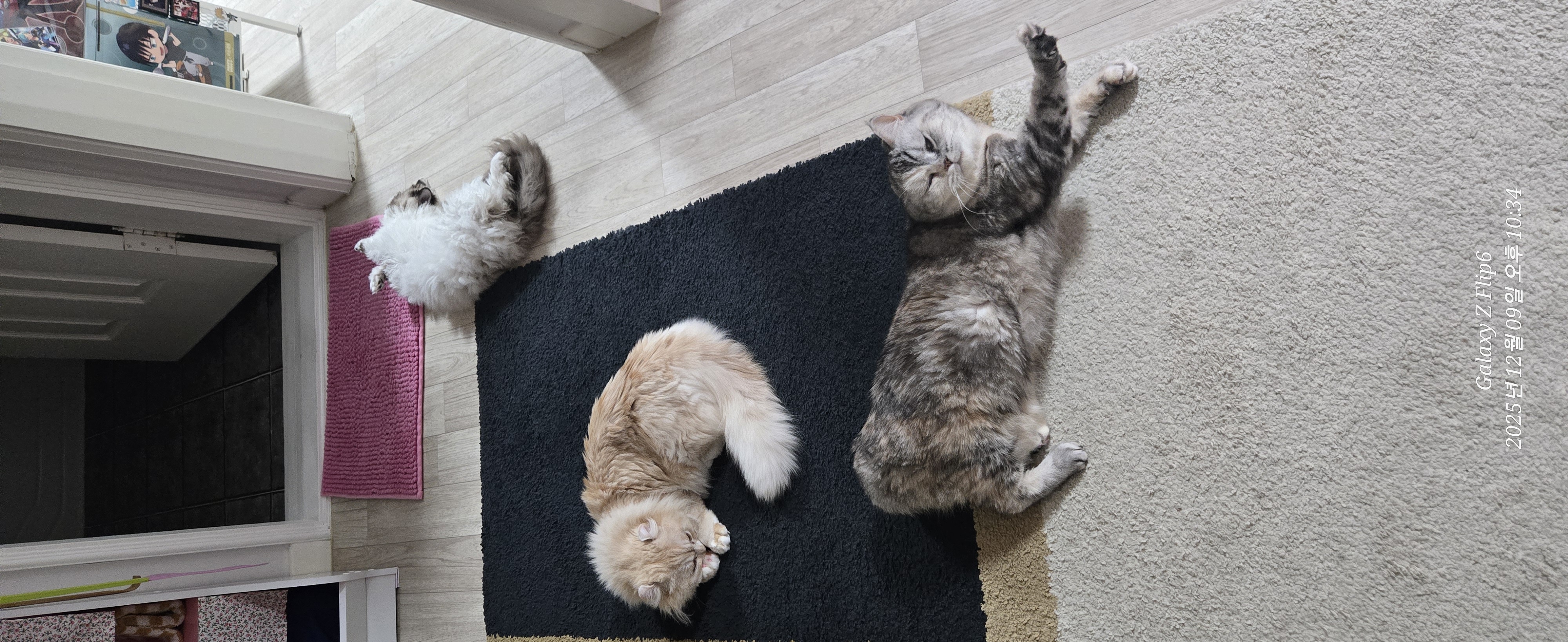 구 먼치 현 르네. 가족 된지 2년이 되었어요!