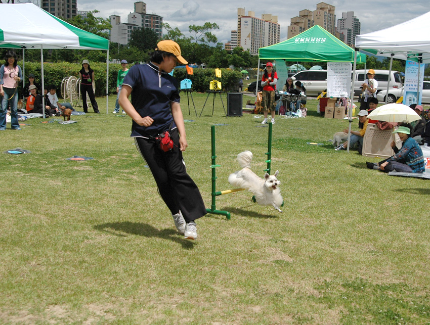 행사사진-볼키의 어질리티