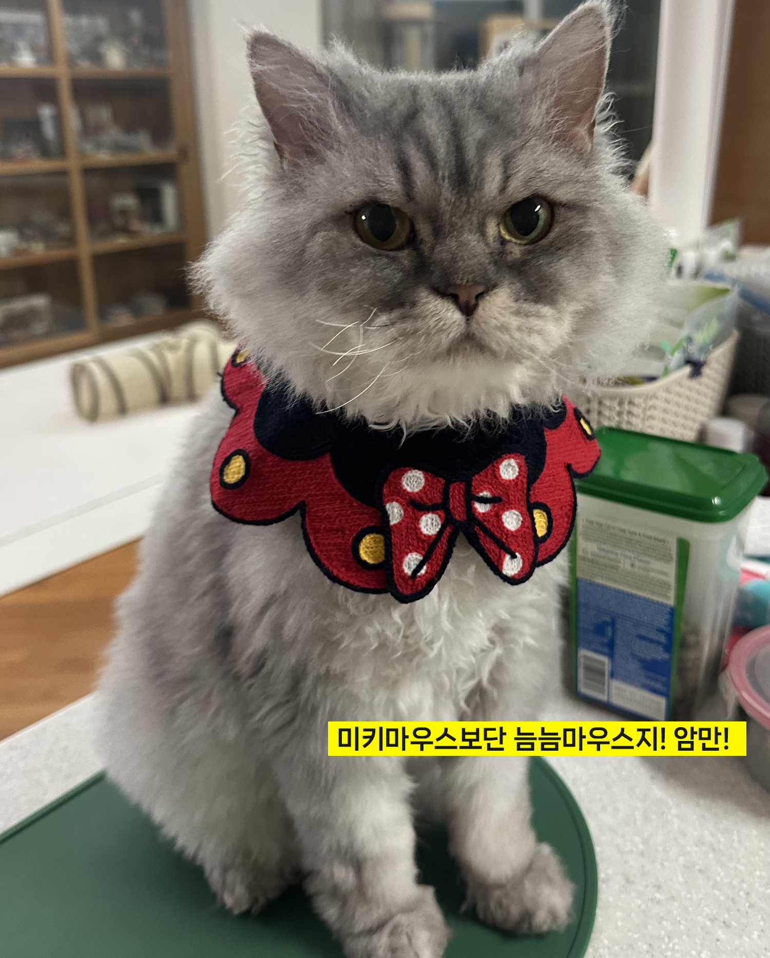 늠늠회장과 쵸쵸베비의 반년~