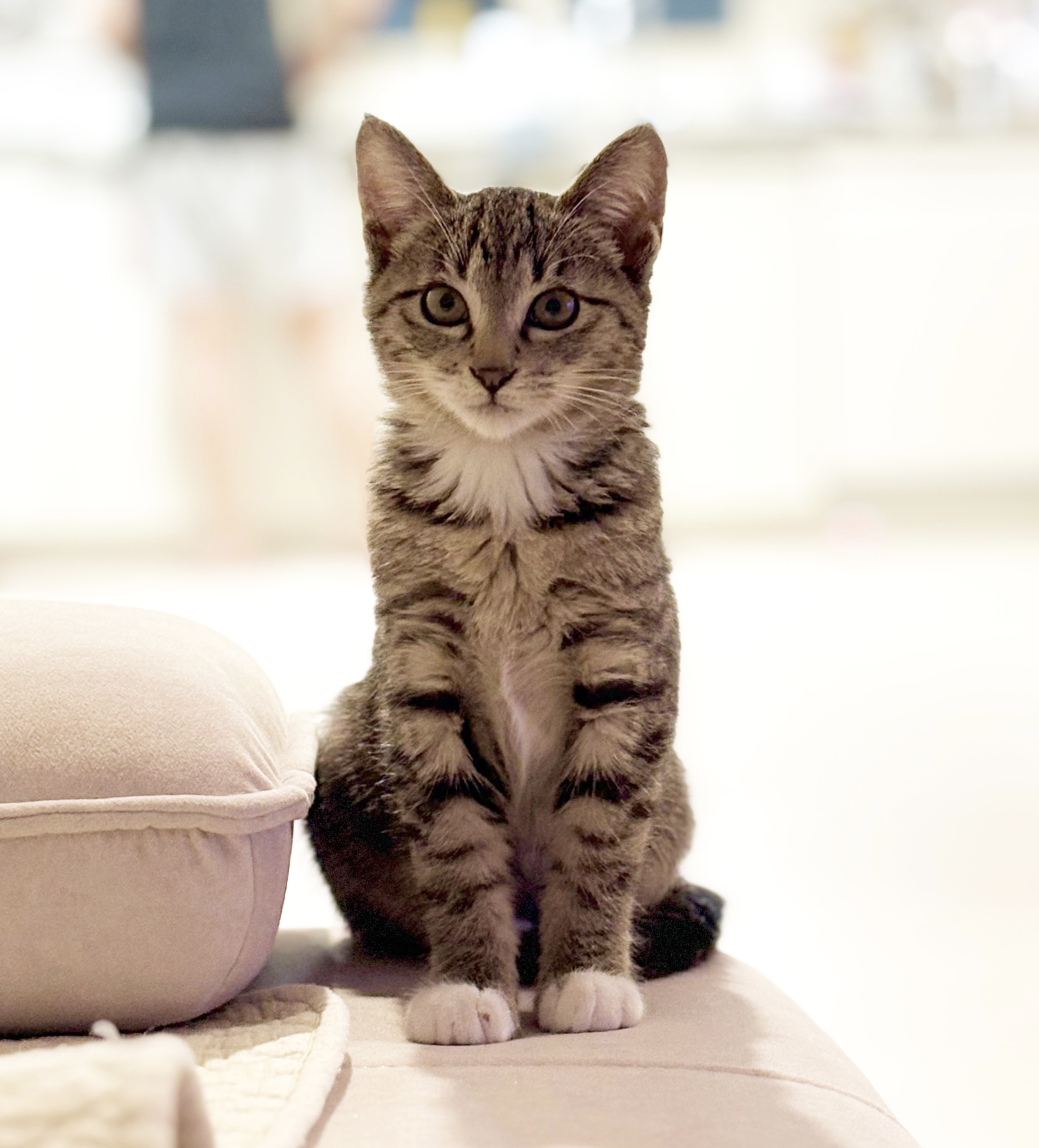 진하리 (구 애옹이) 입양 1개월차 후기 입니다!