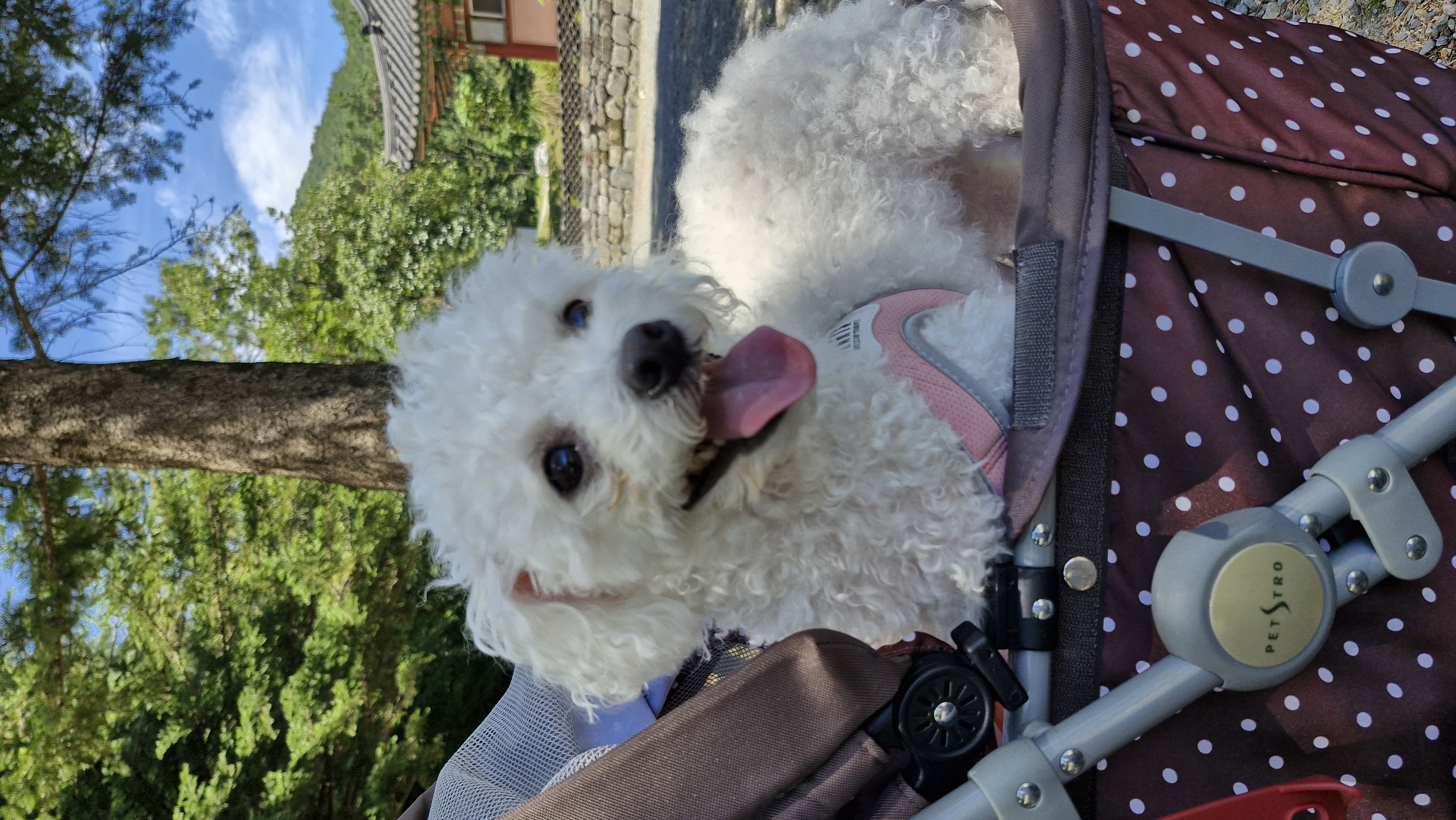 루아(구 양양이)가 가족이 된지 2년 되었어요.