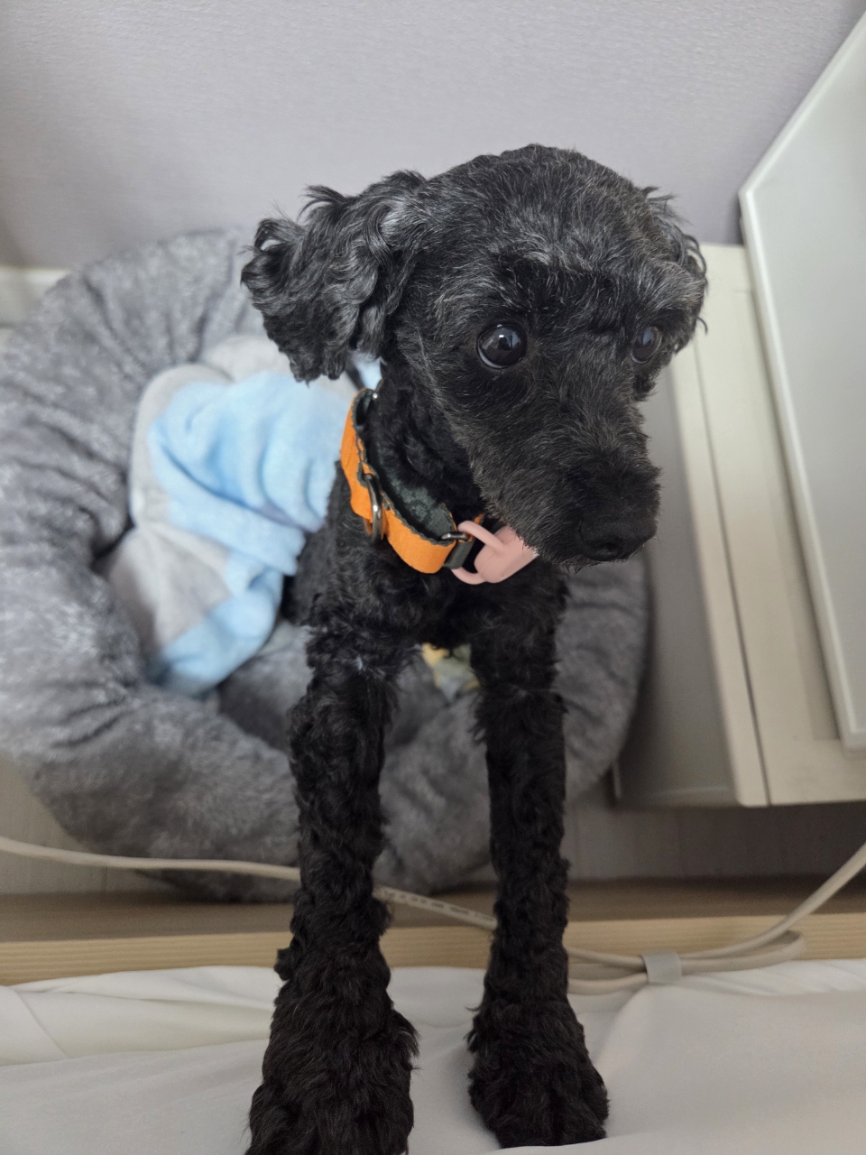 콩이(구: 달튼) 2주 차