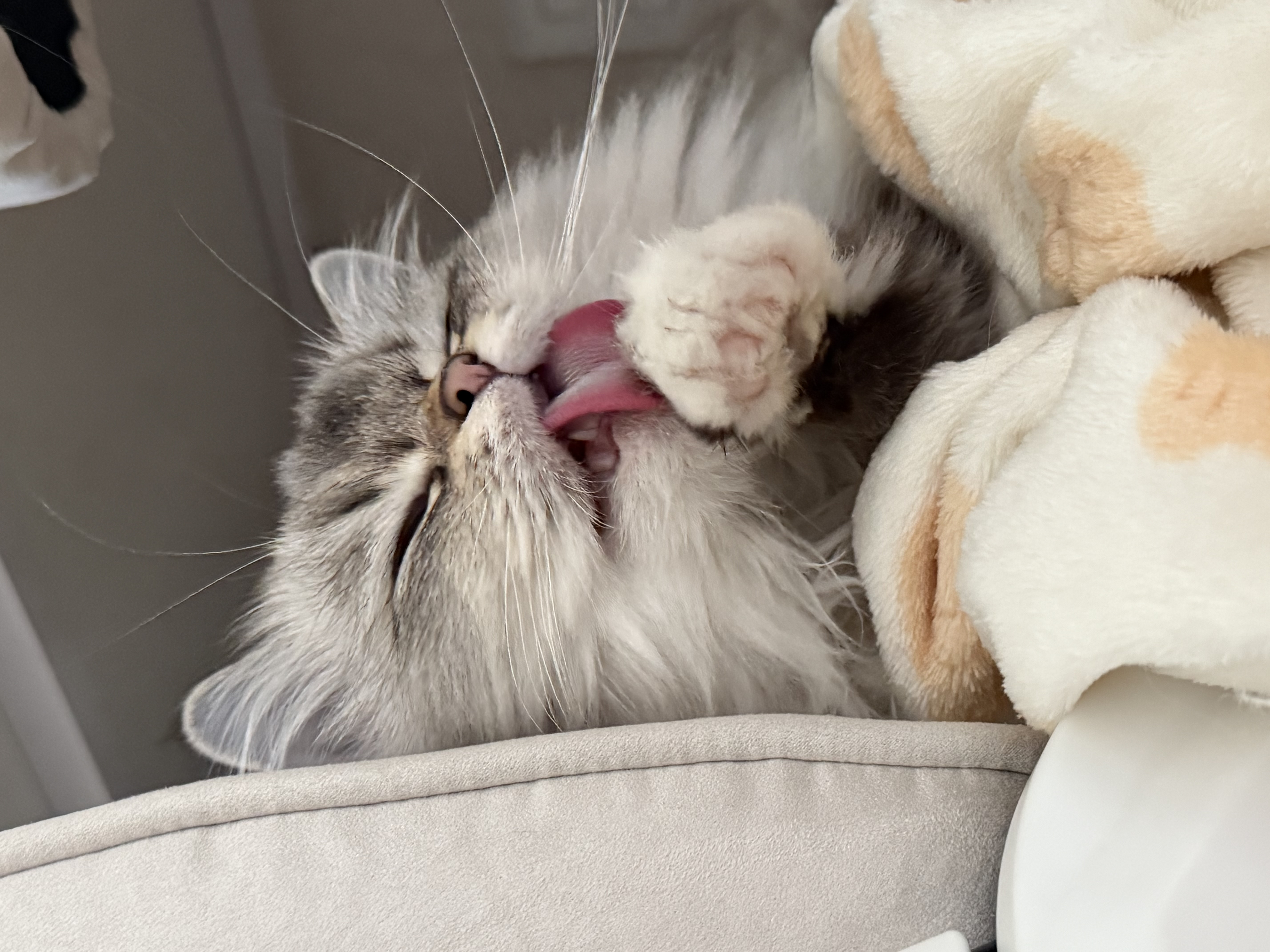 피치(전 마온) 6개월차 입양 후기