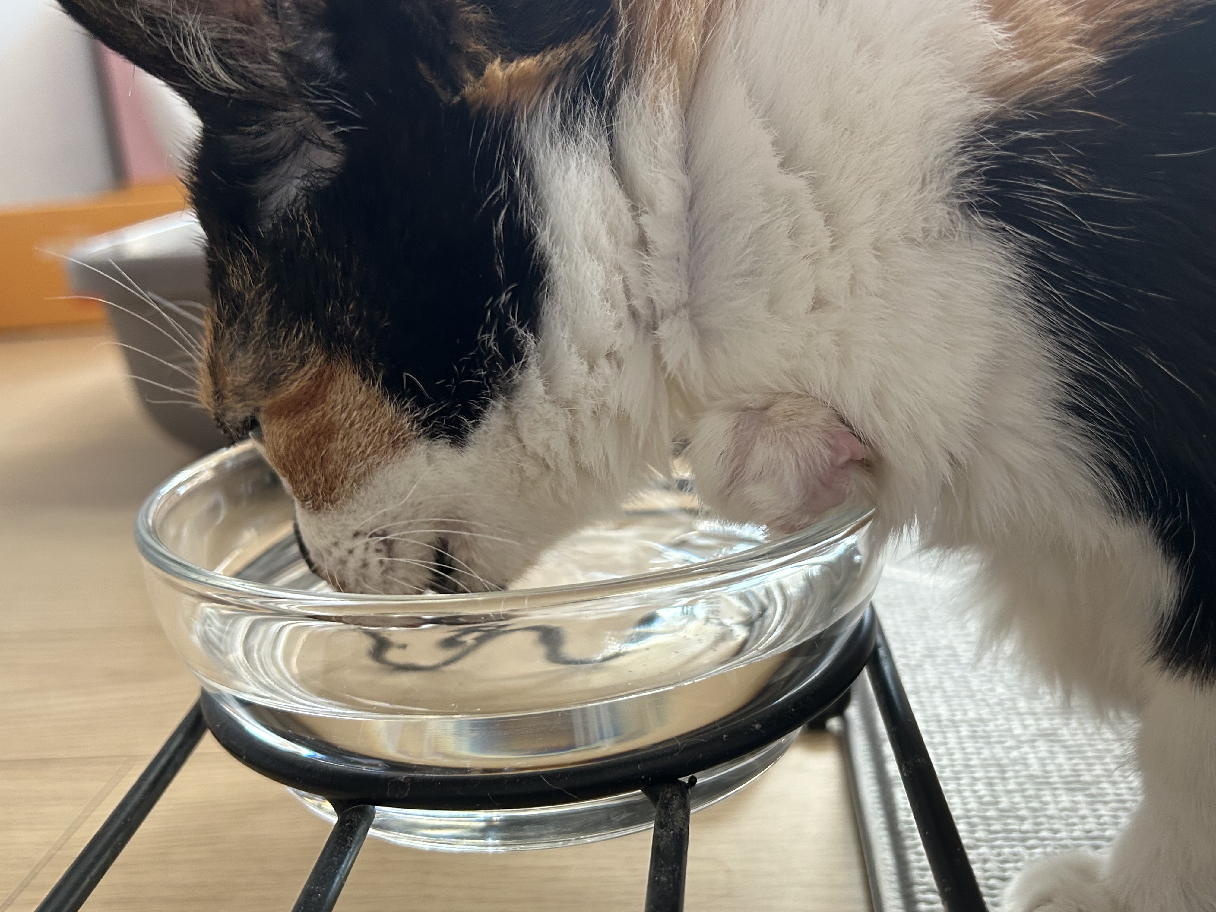 달이(달냥이) 가 벌써 석달째