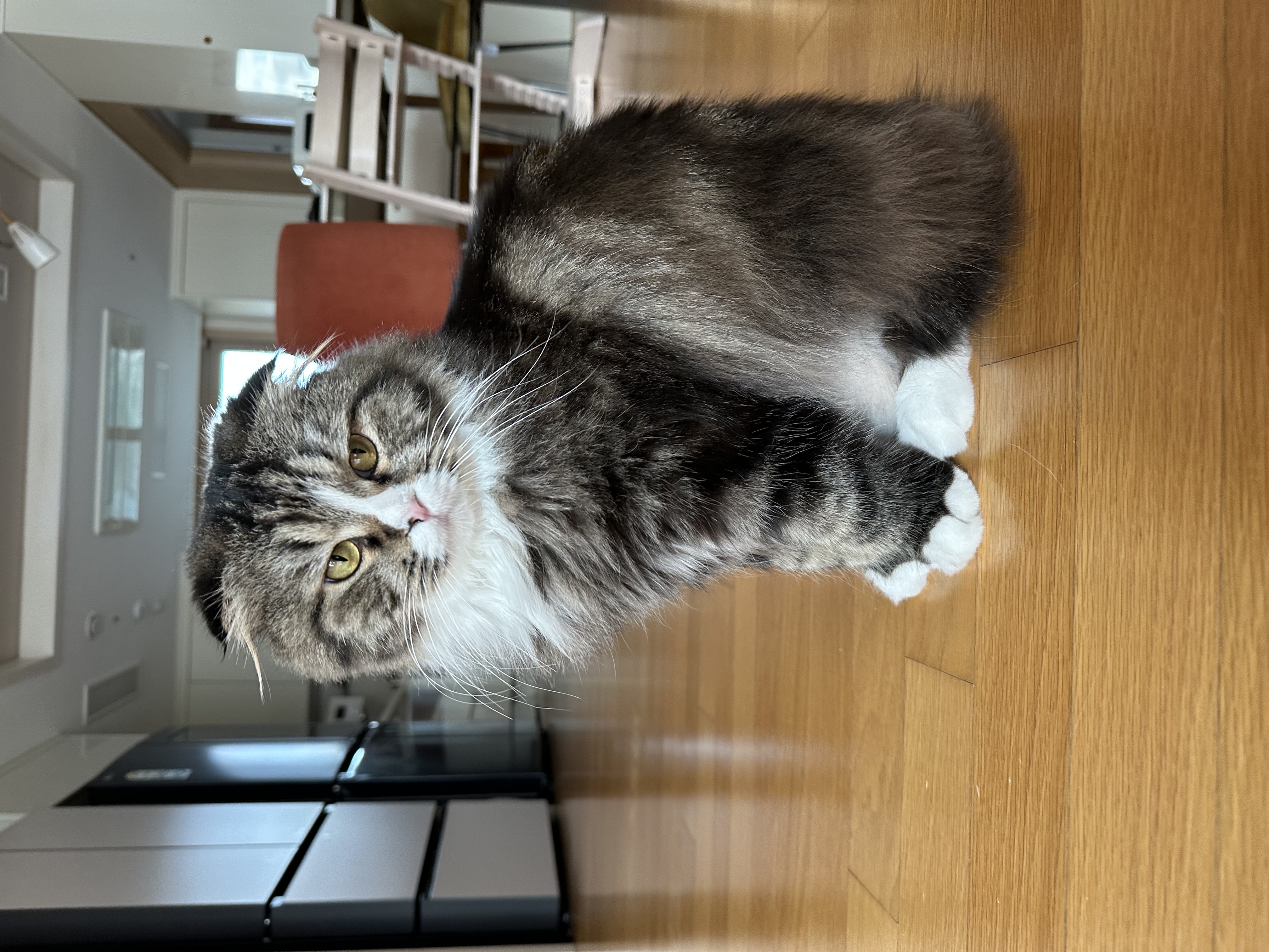 버터(구 맘마) 입양 한달 후기!! 