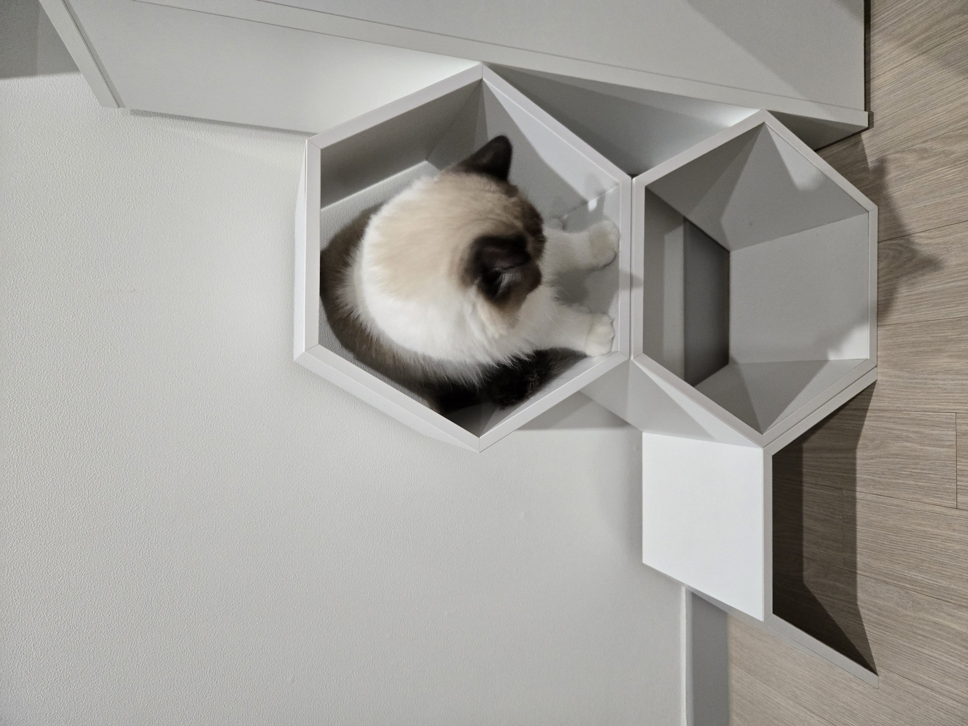 미야오(마시) 입양 : 1주일 차