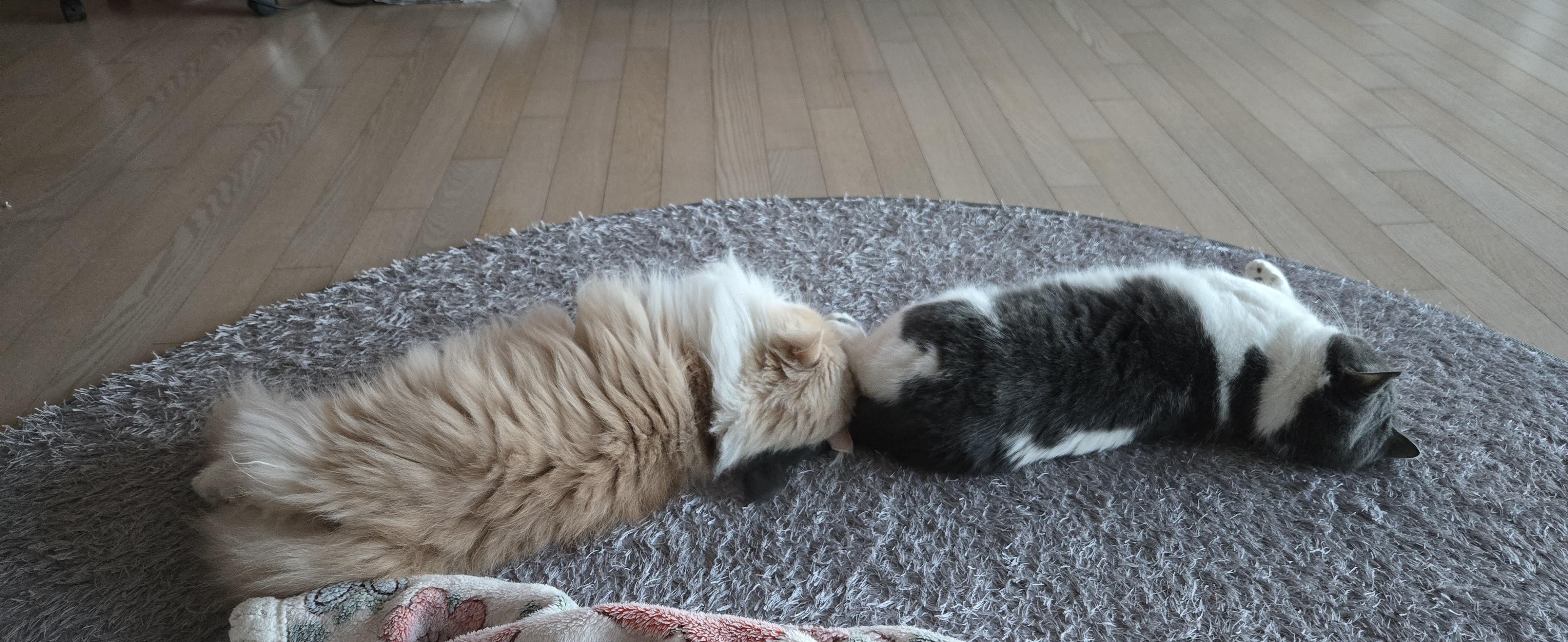 여전히 행복한 흑당 흑마늘입니다