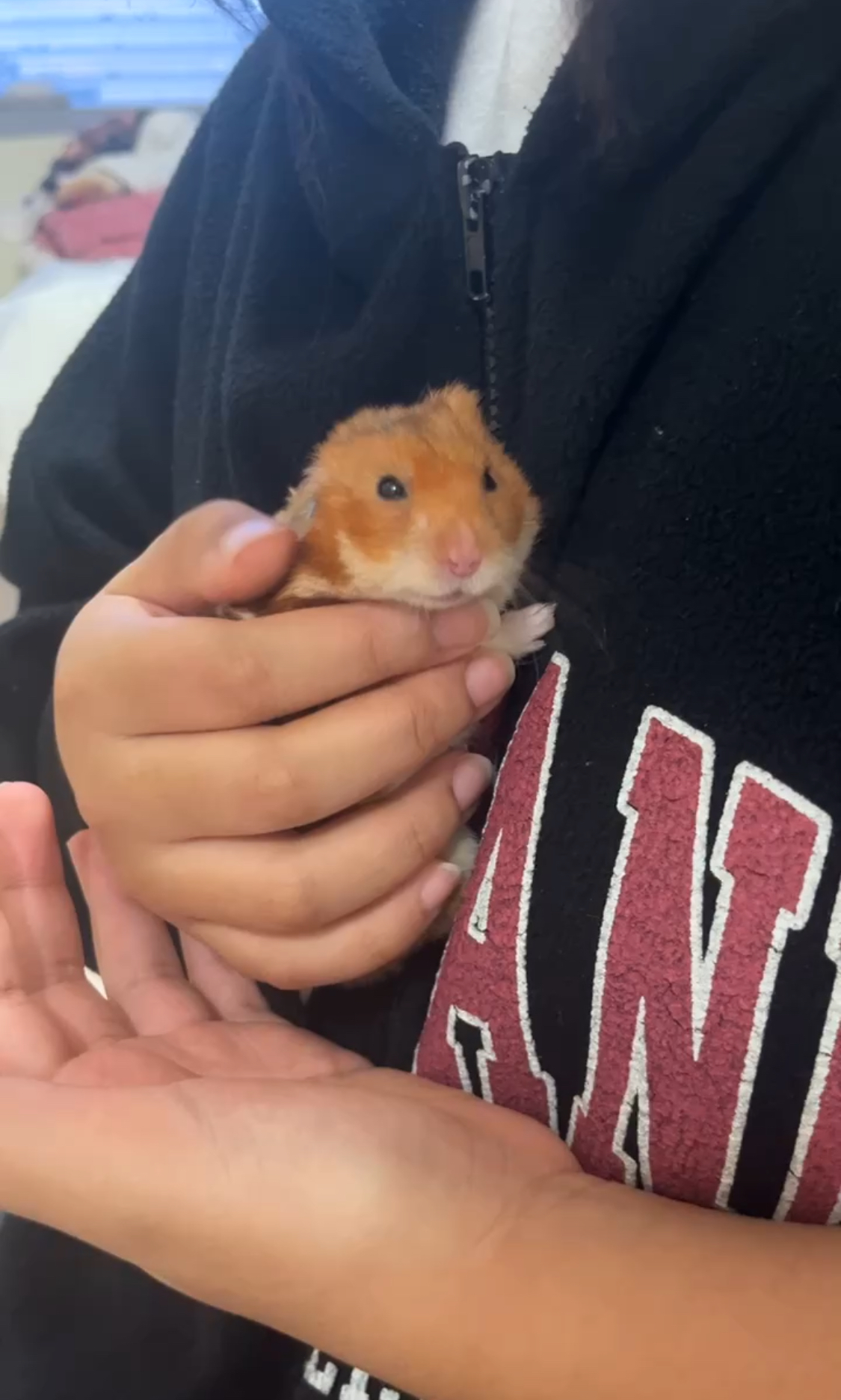 온햄이가 떠났어요