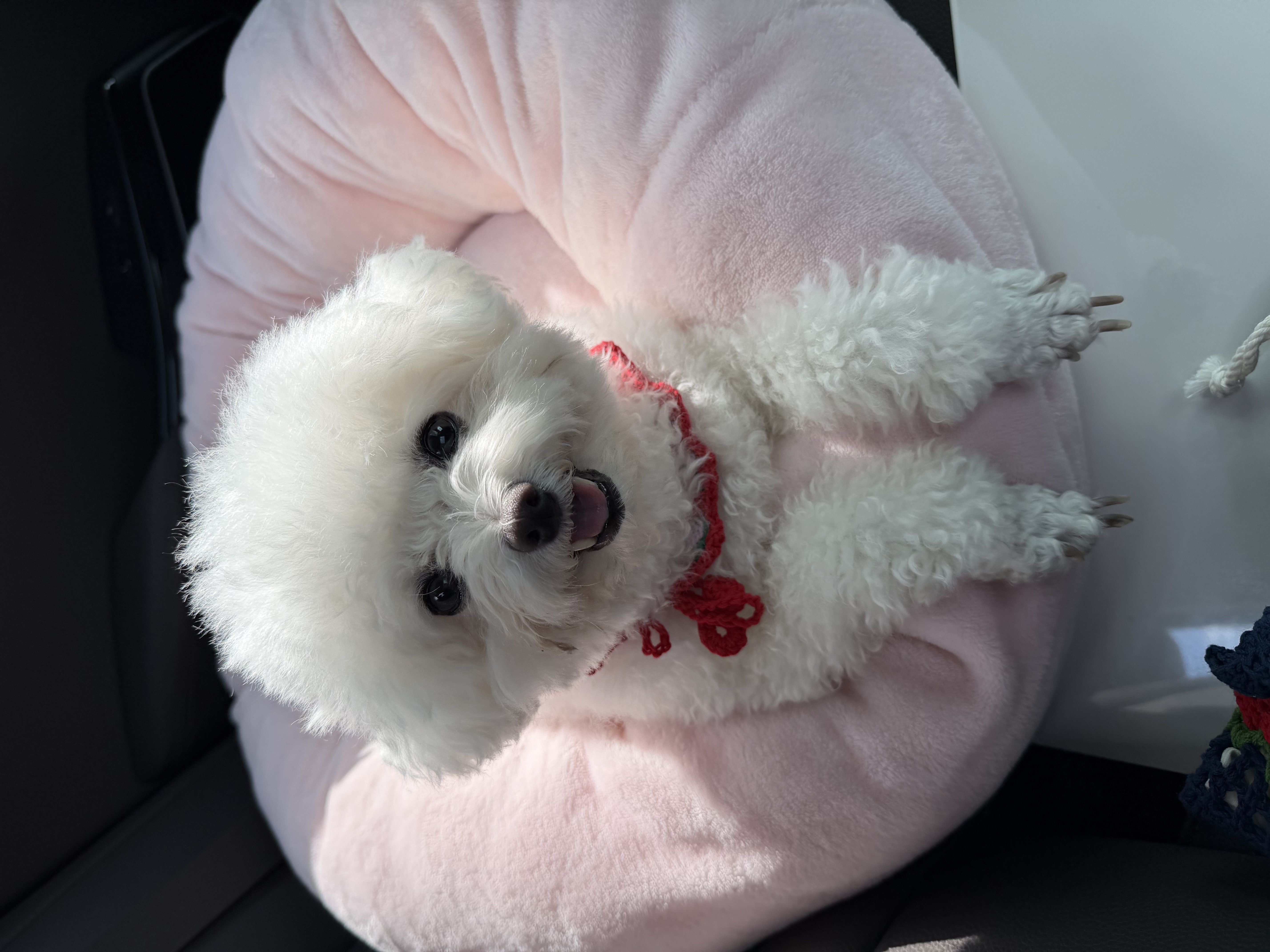 콩설이(조이) 근황입니다~