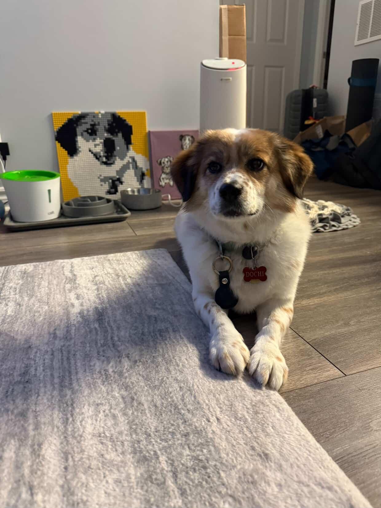 [해외입양] 캐나다 밴쿠버에서 전해온 '도치' 소식