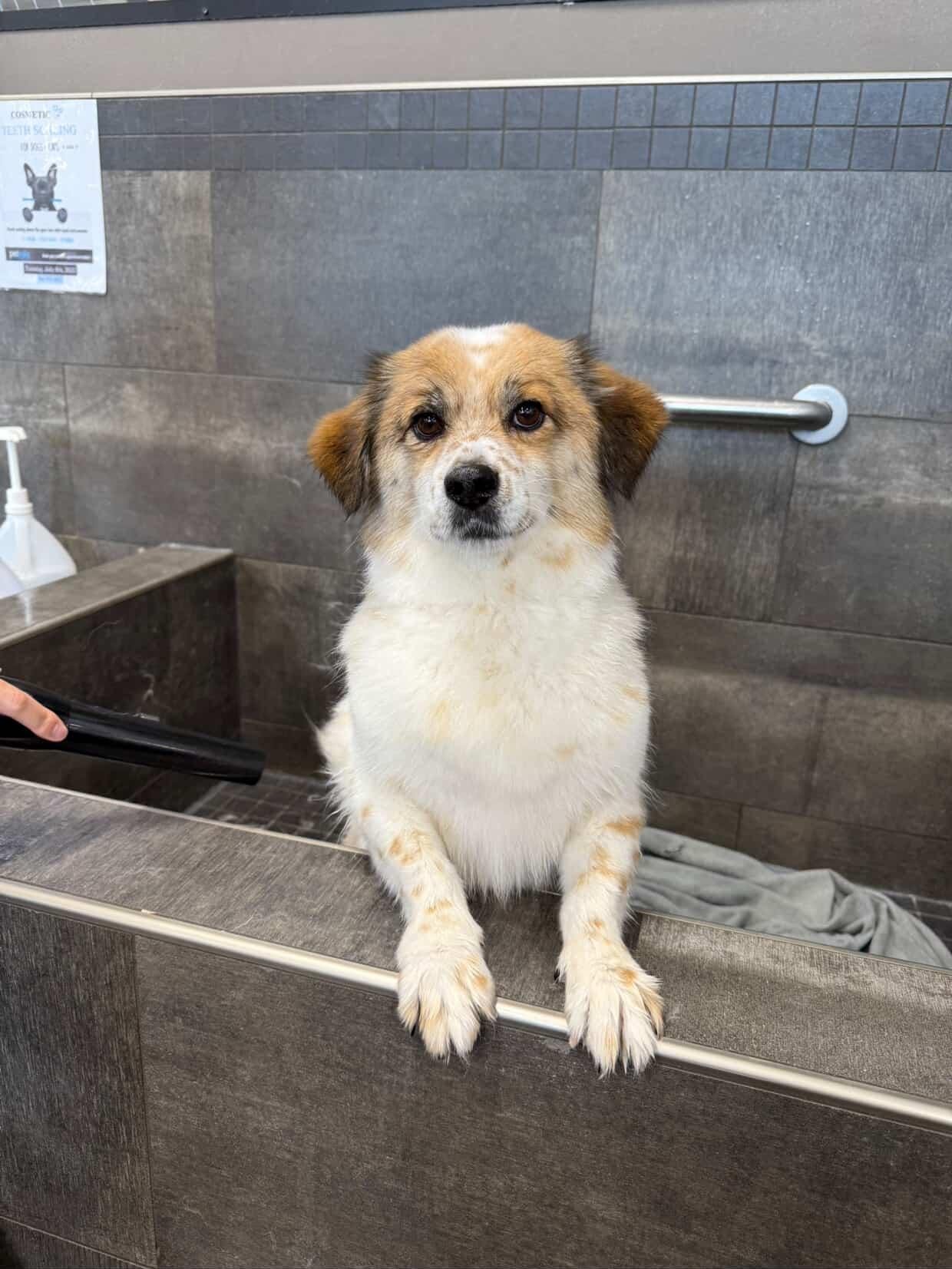 [해외입양] 캐나다 밴쿠버에서 전해온 '도치' 소식