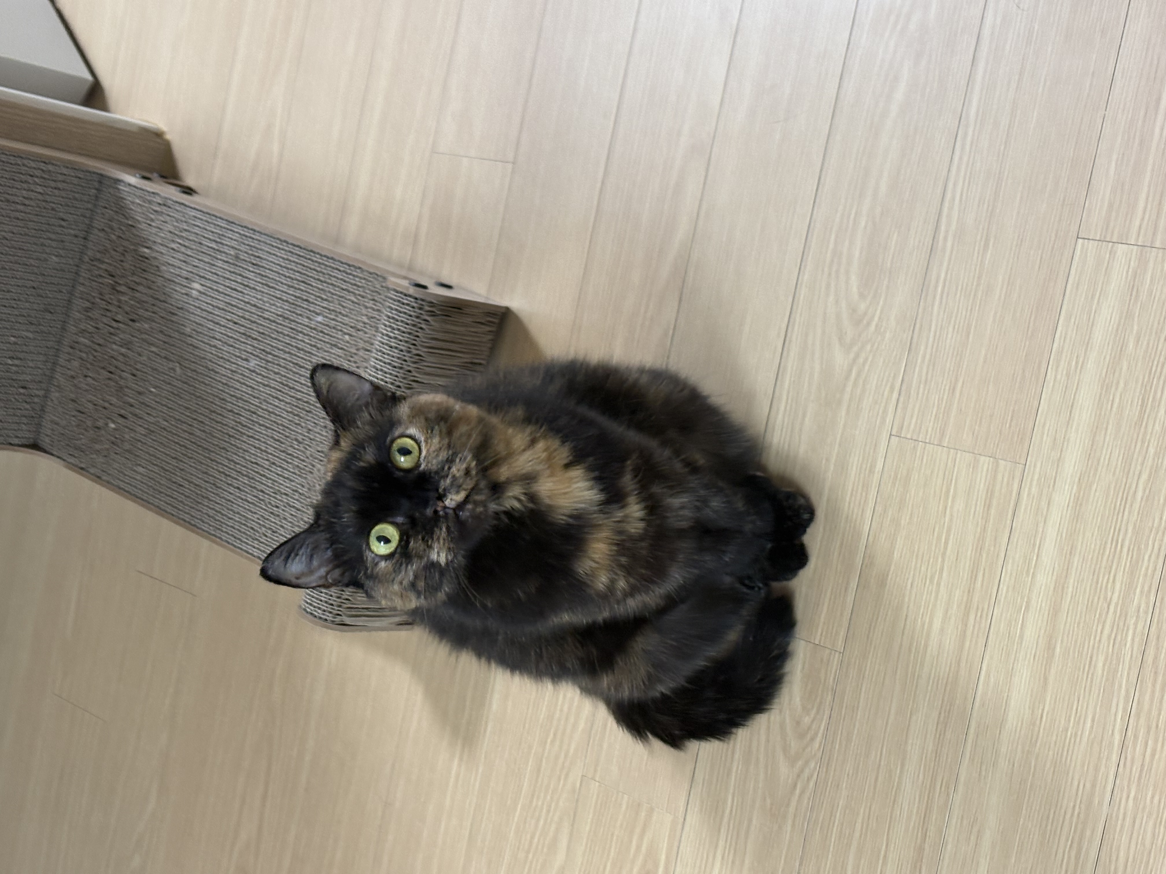 우리 소롱이 3개월 근황 토크토크