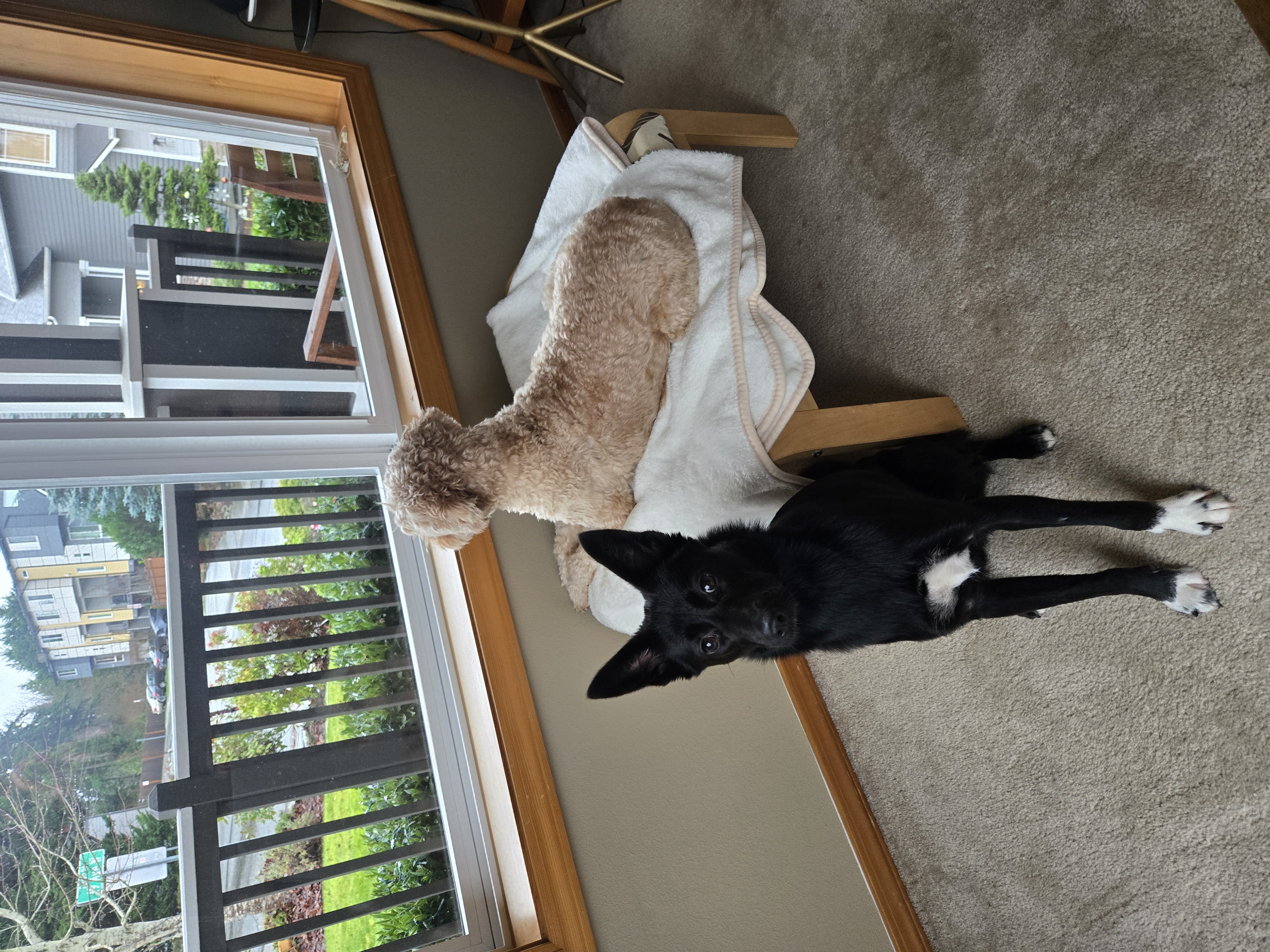 하루 (구 대순) 입양후 6개월이 지났습니다