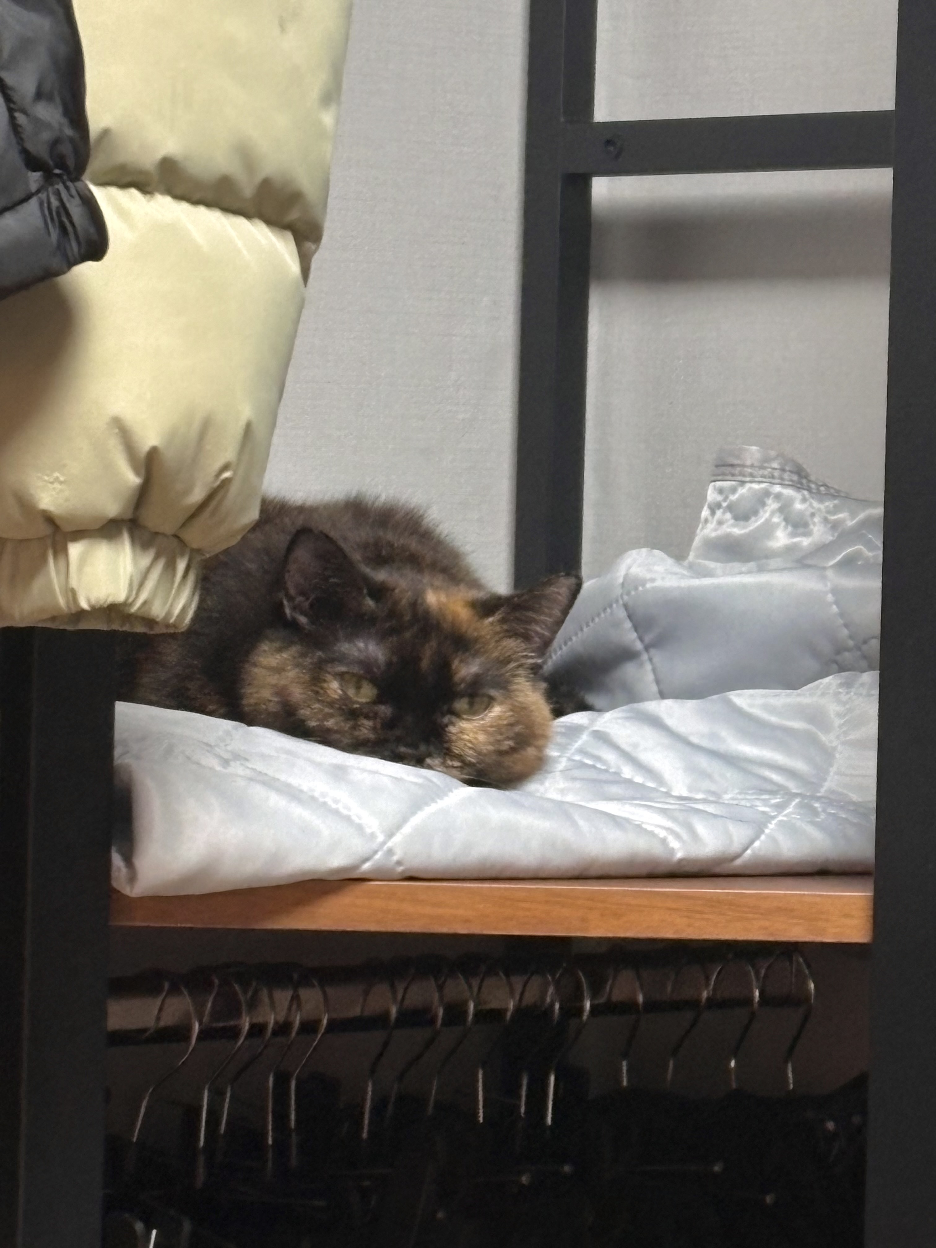 우리 소롱이 3개월 근황 토크토크