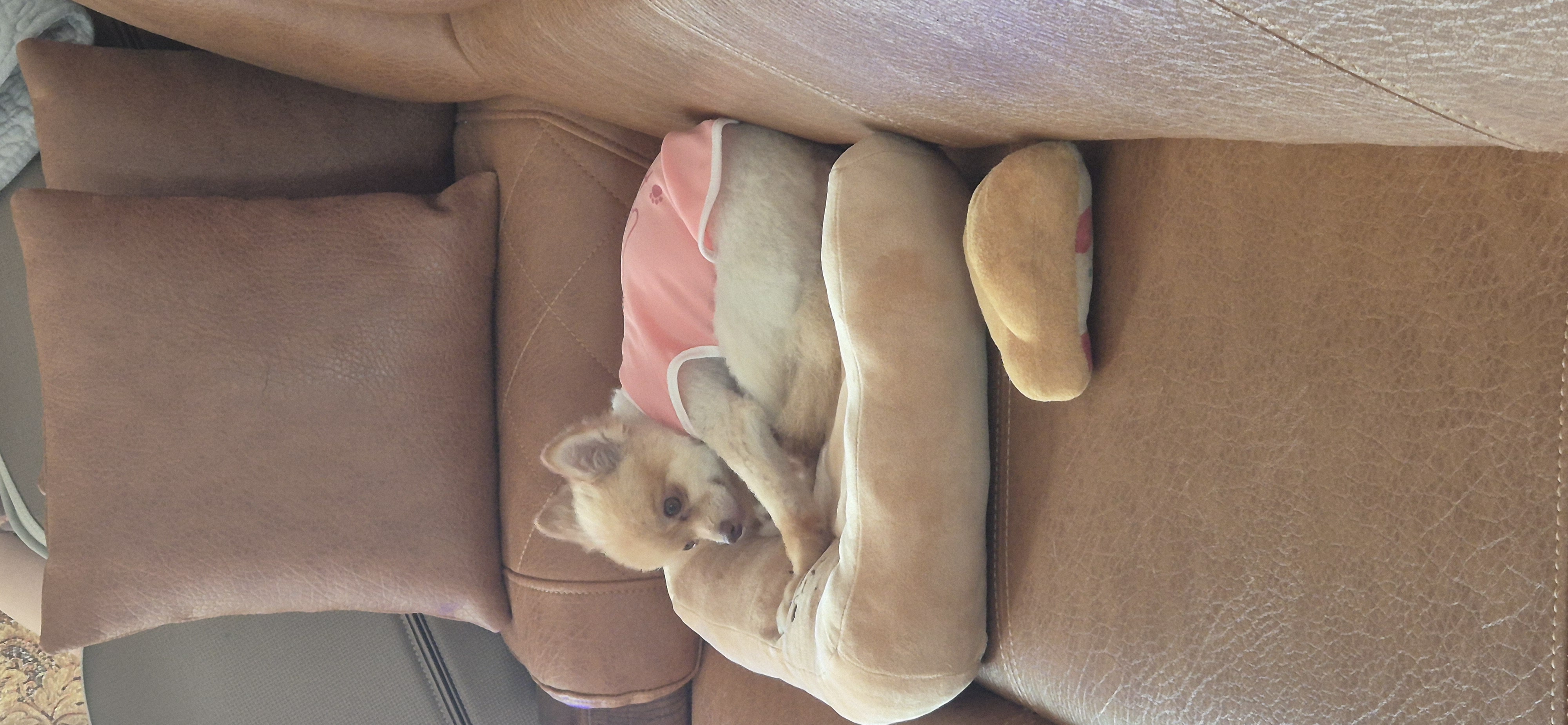 애니 (여우) 입양 한 달 후기