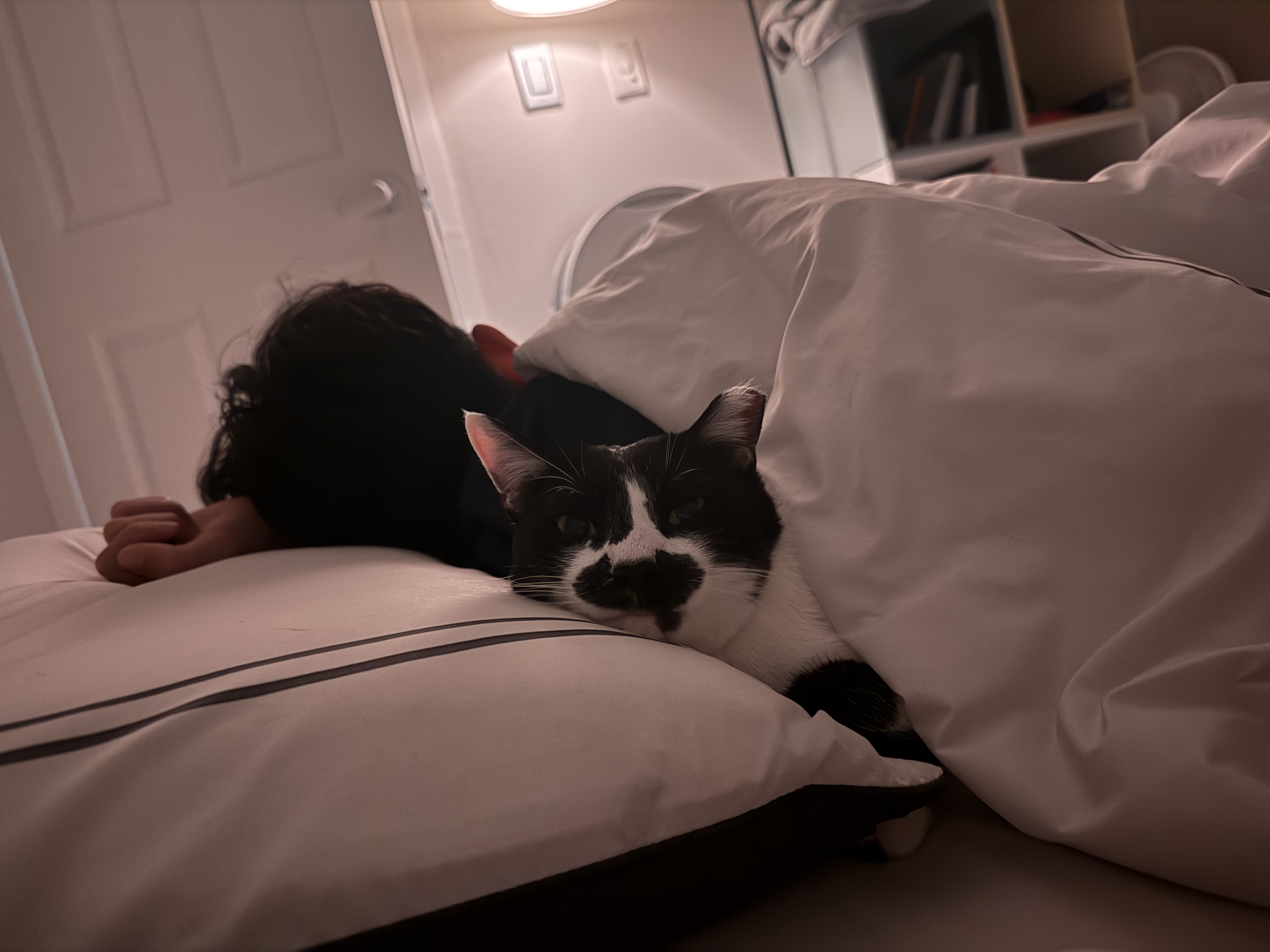 까망이 입양 6개월 후기