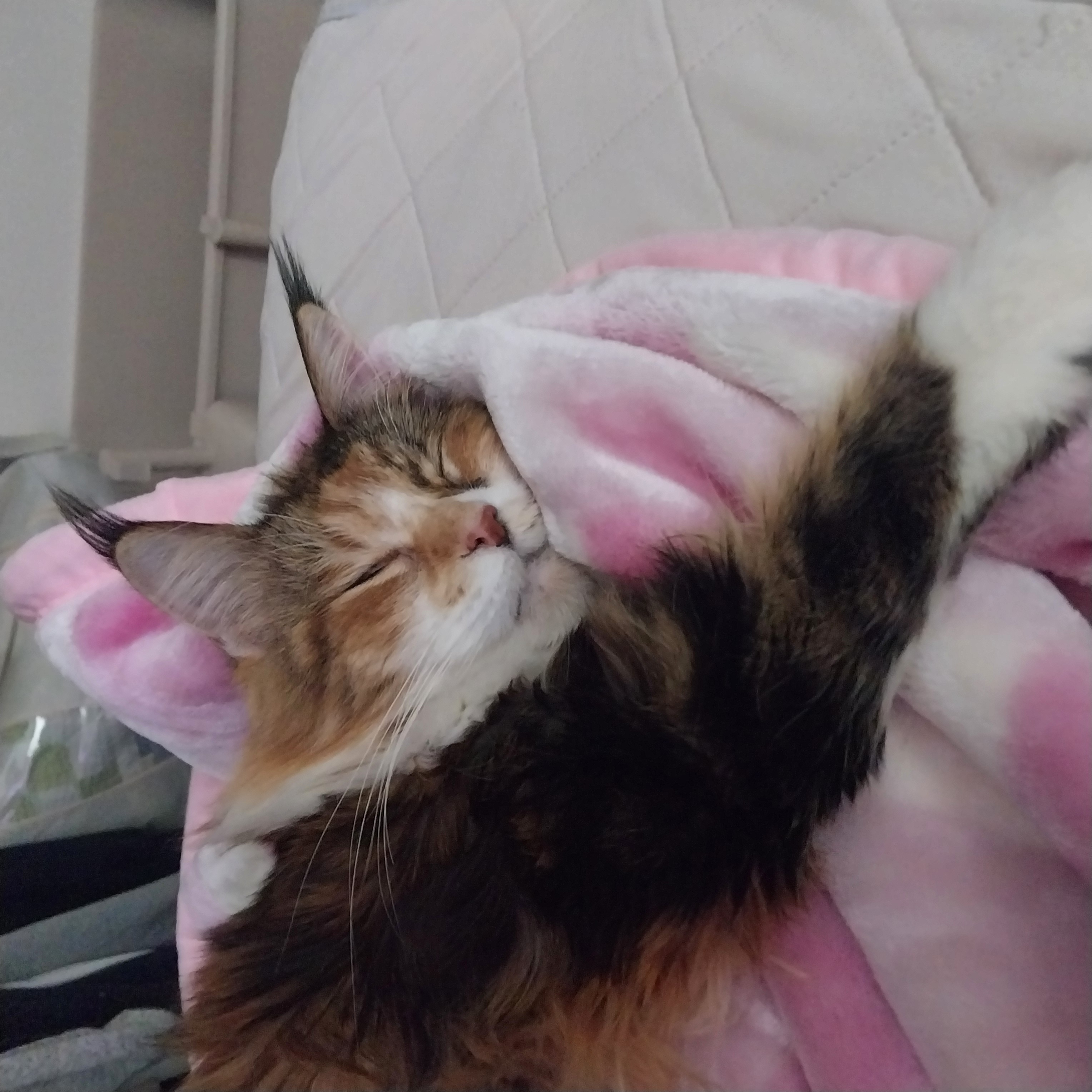 웨이 2년차 입양 후기