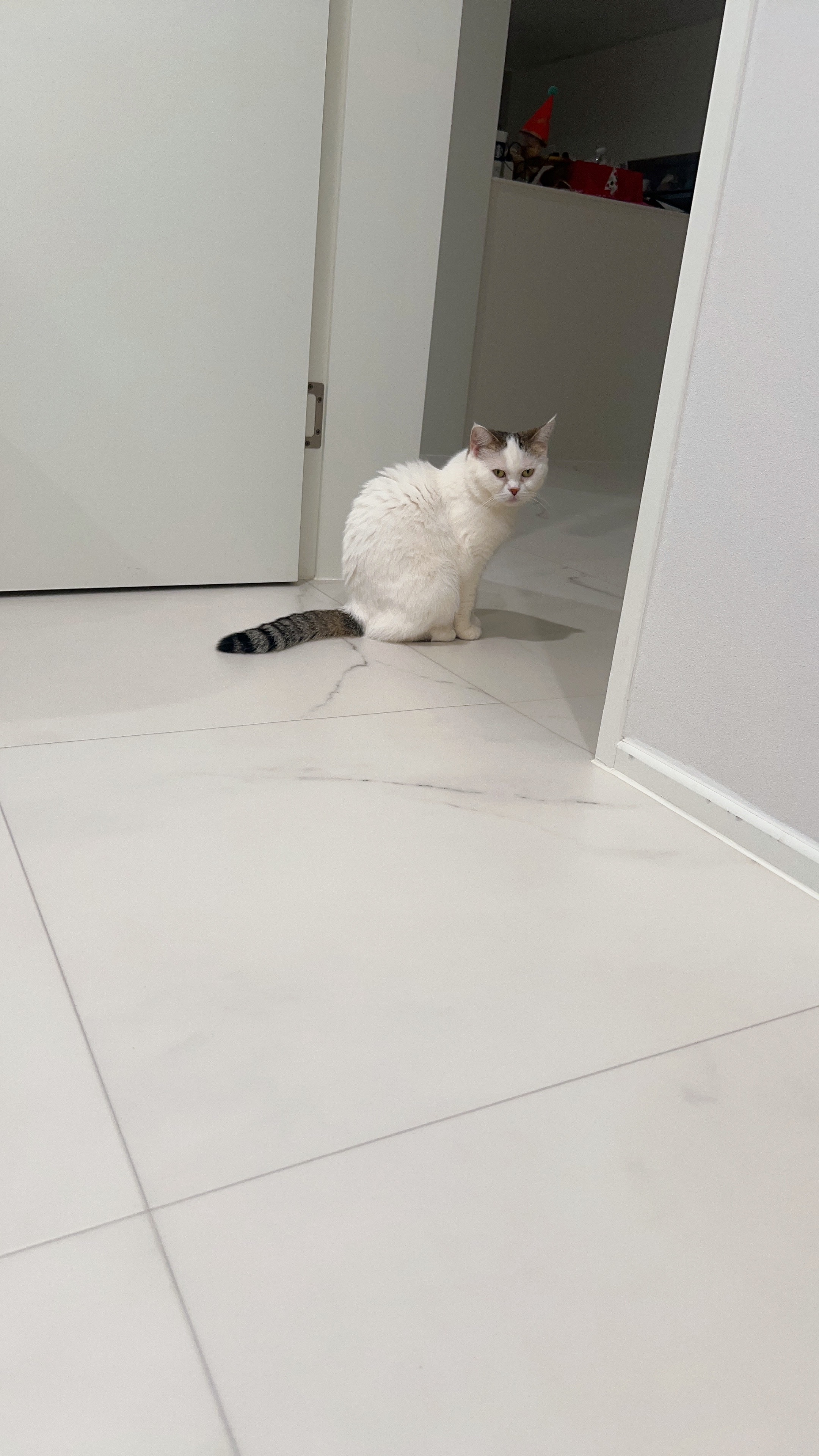 동엽이(행운이),살랑이(루리) 같이 지낸지 2년째