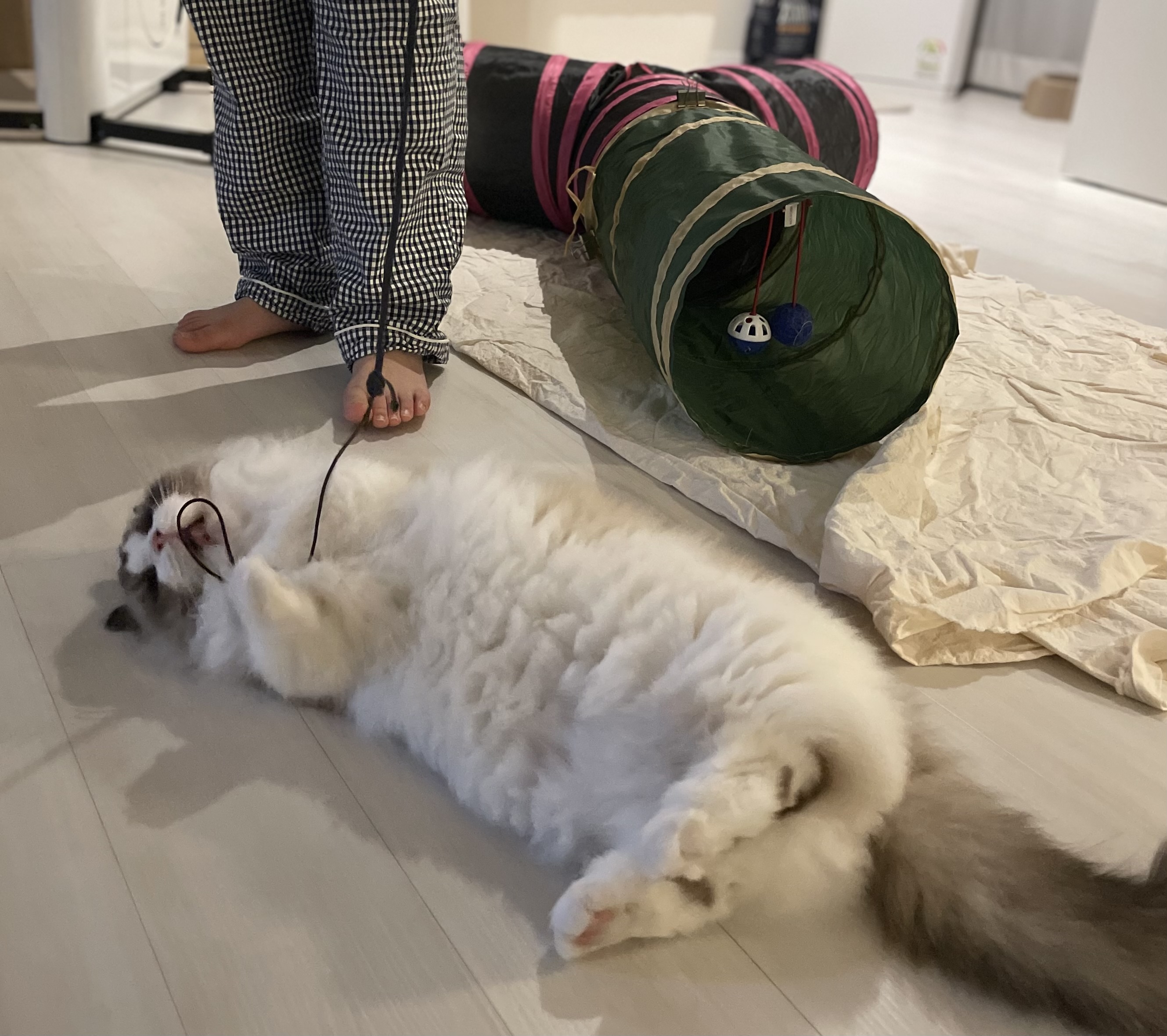 춘식(마루미)이 입양 일주일