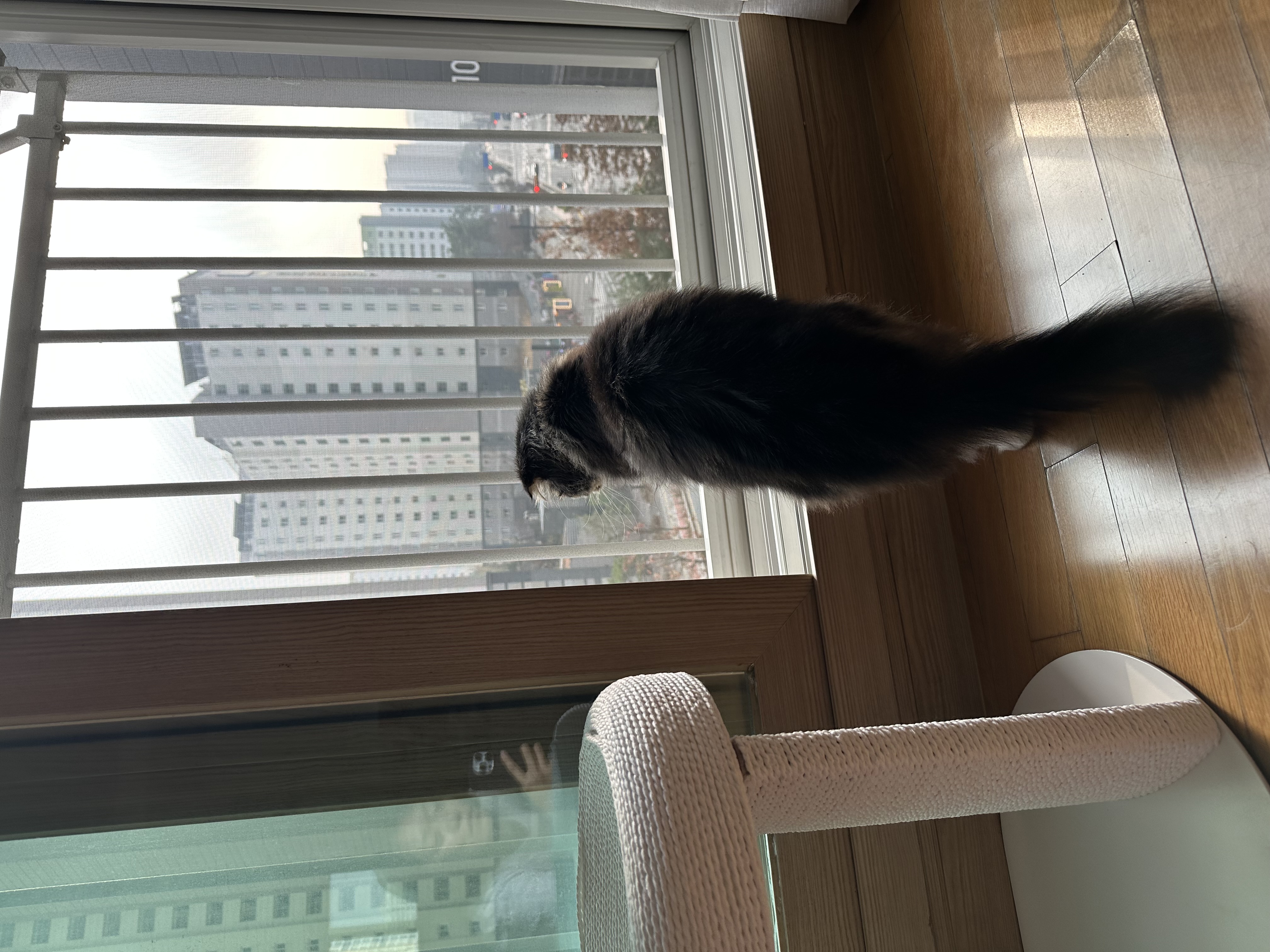 버터 입양 3개월차 후기(늦어서 정말 죄송합니다..)