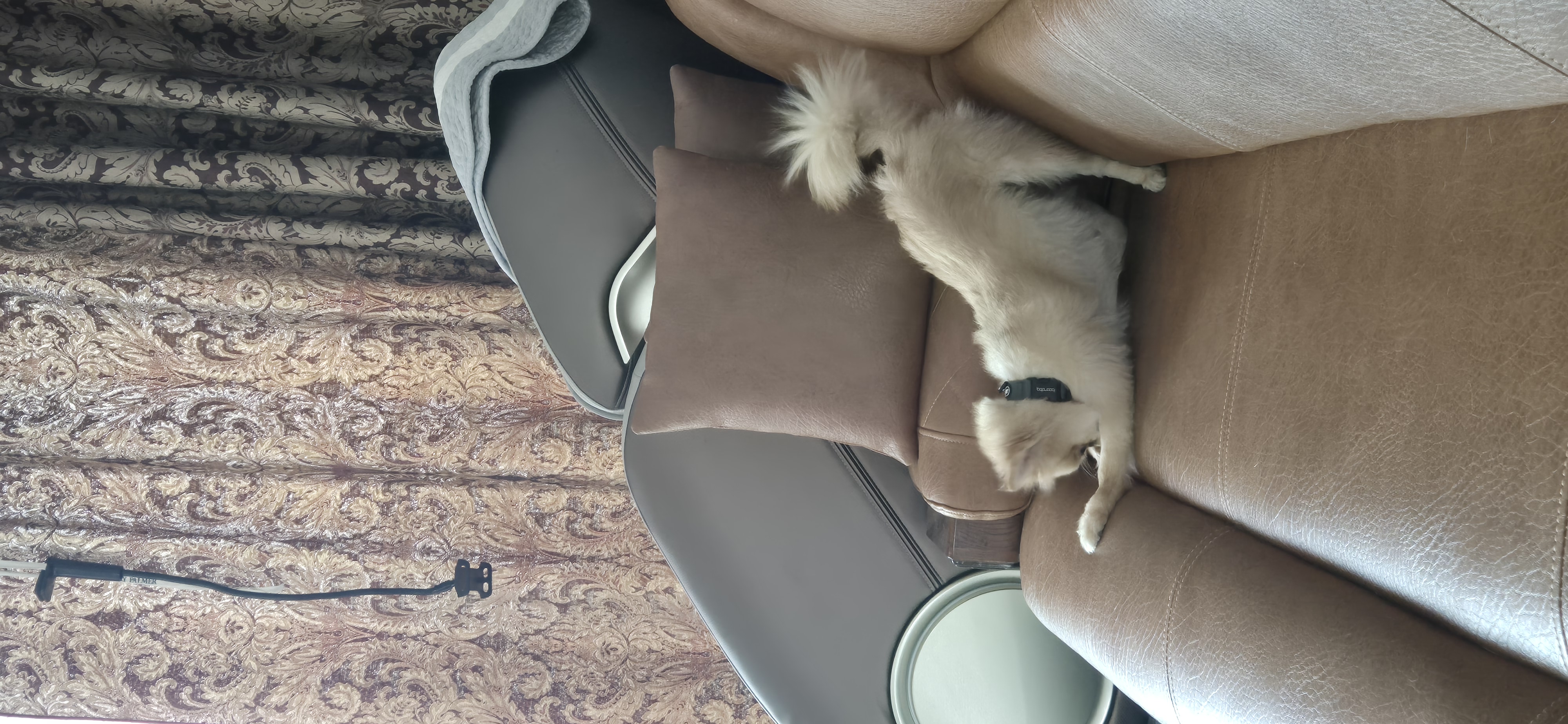 애니 (여우) 입양 한 달 후기