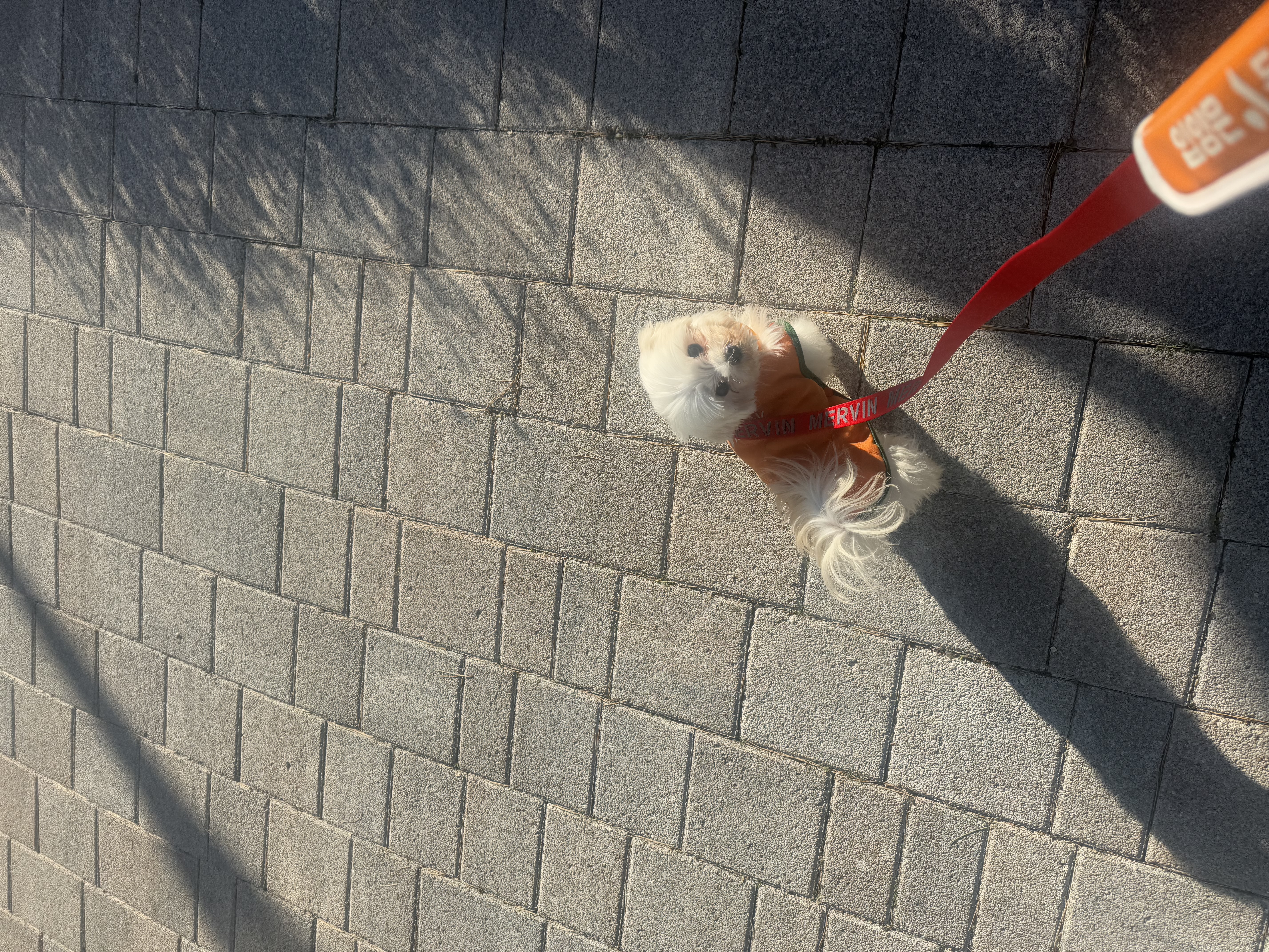 츄츄 와의 일상