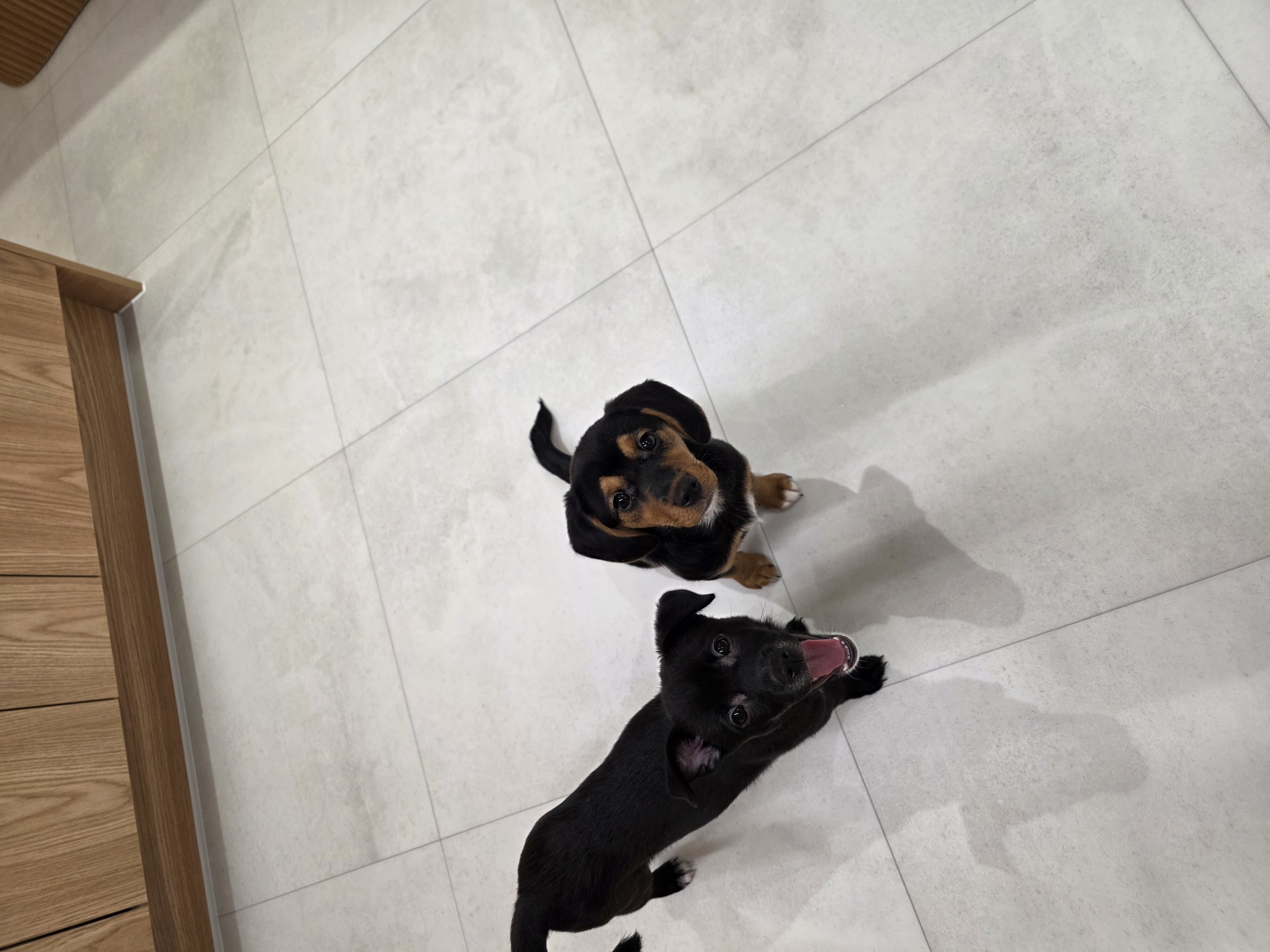 초코 쿠키 한달 이야기(두두 지지)