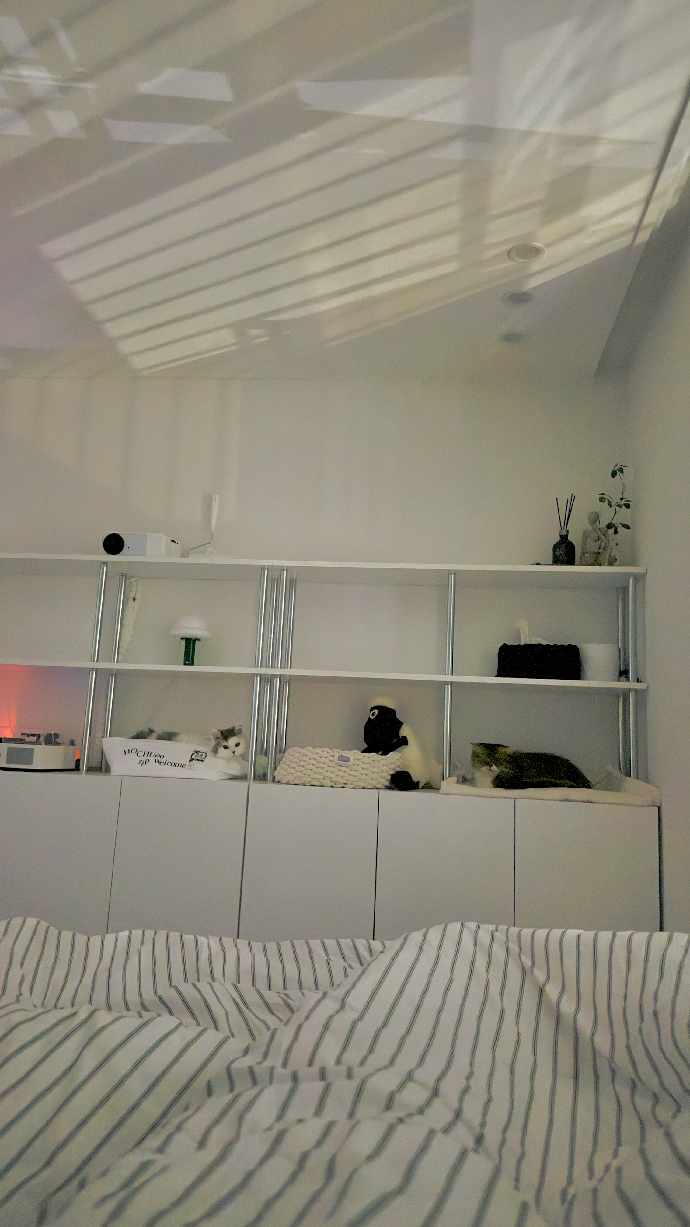 가루(구 루루) 입양 6개월차🩶