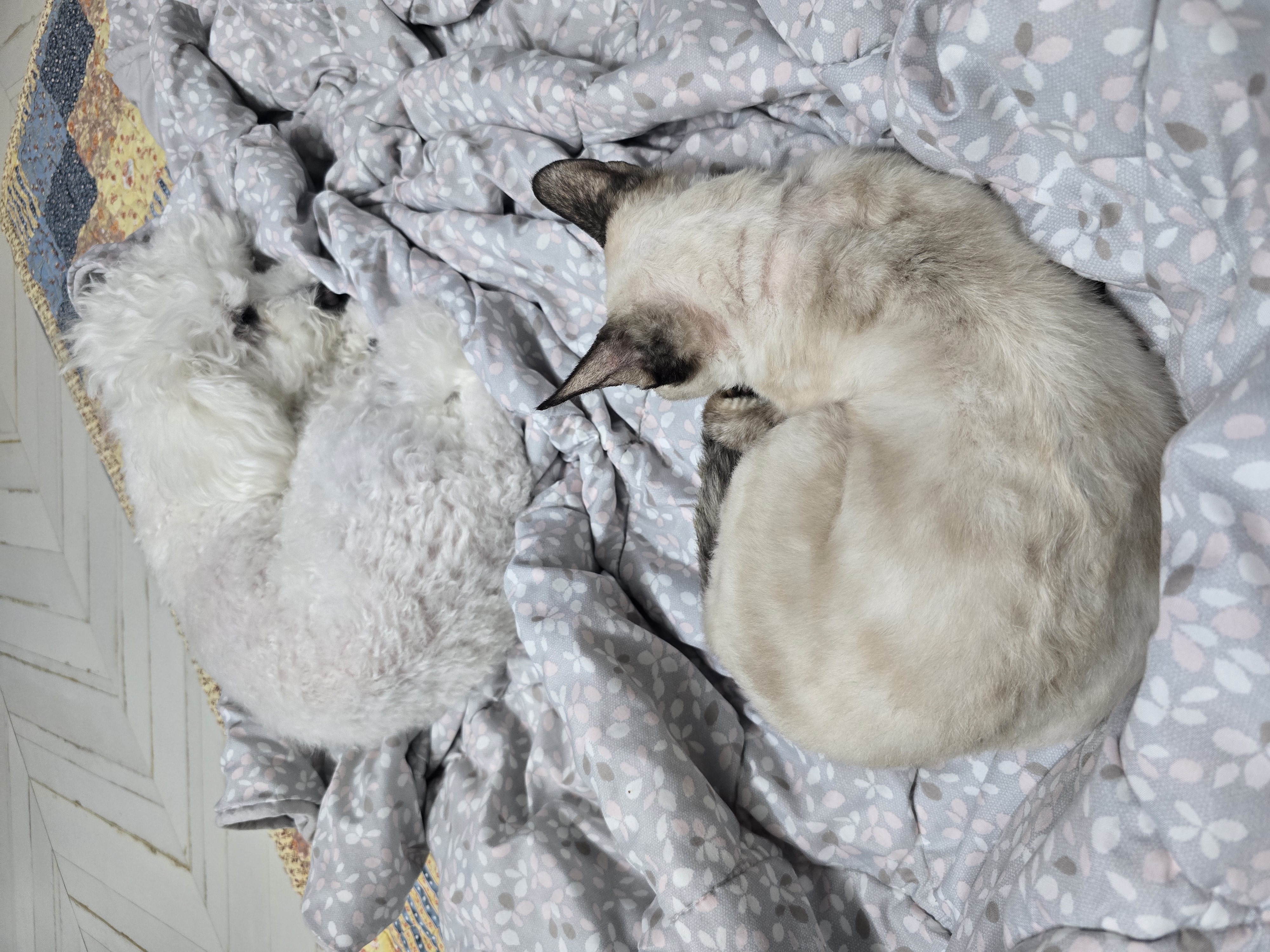 바다 입양한달기