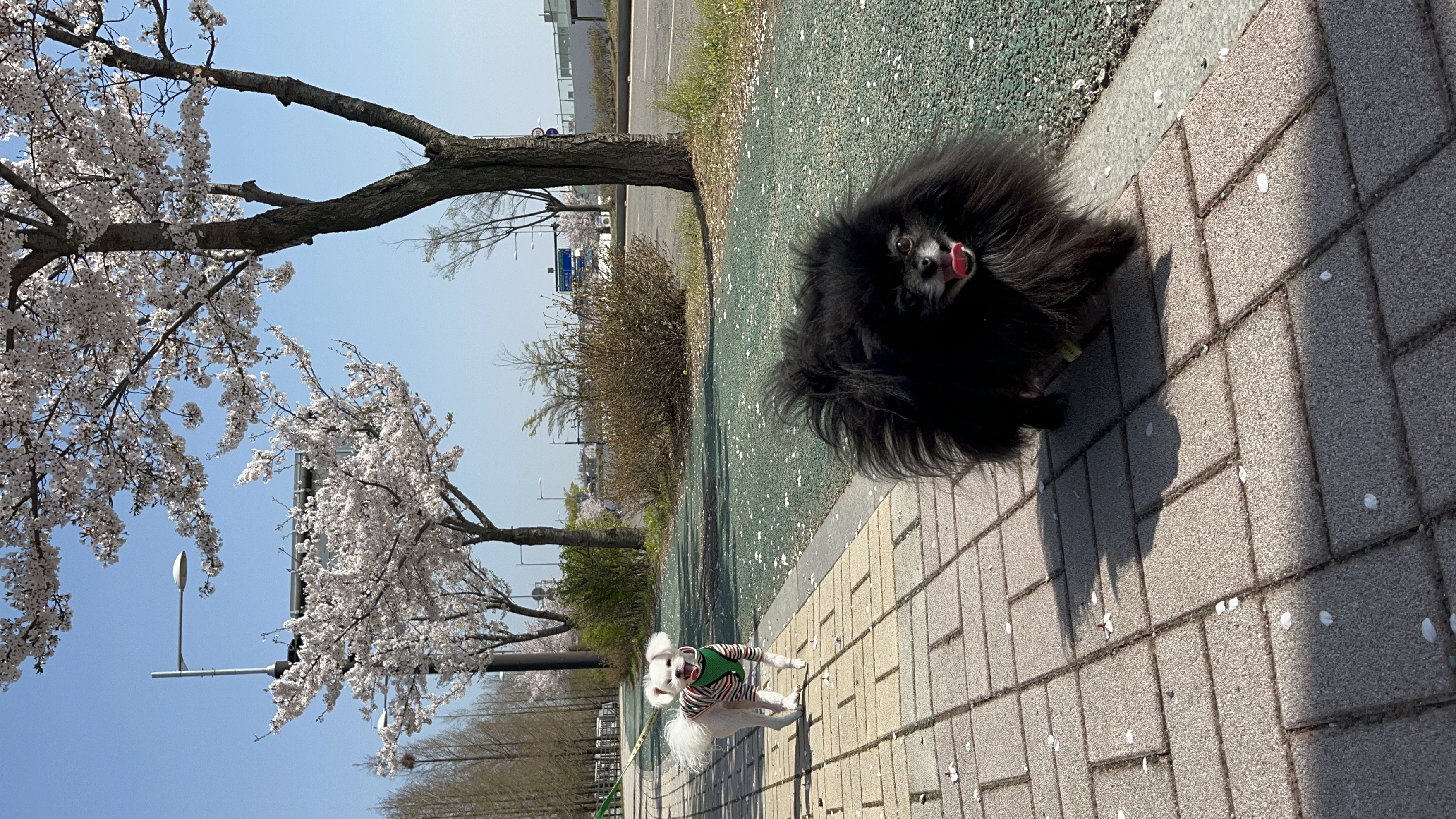 아츄 포리 코코네입니다!