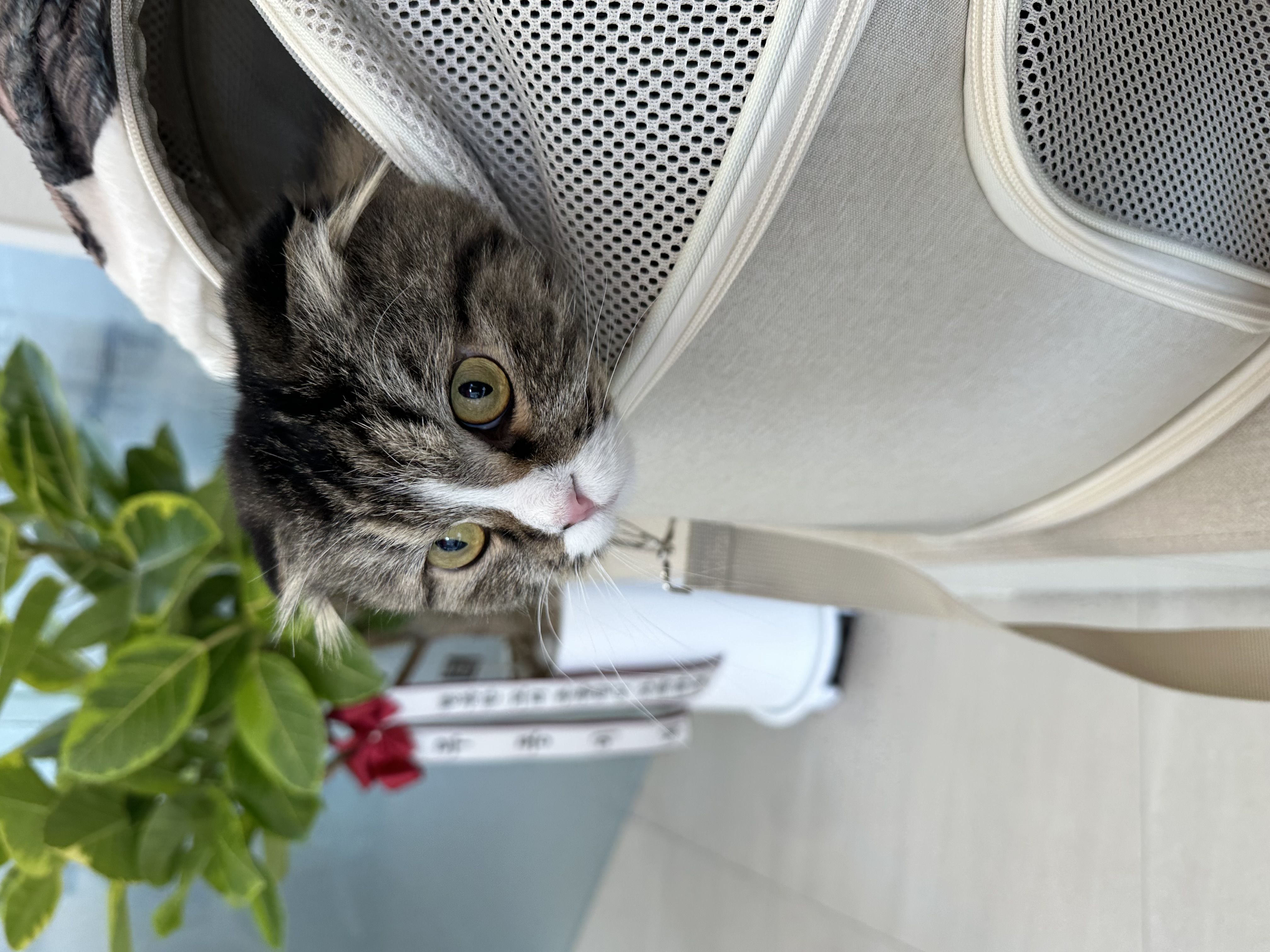 버터 입양 3개월차 후기(늦어서 정말 죄송합니다..)