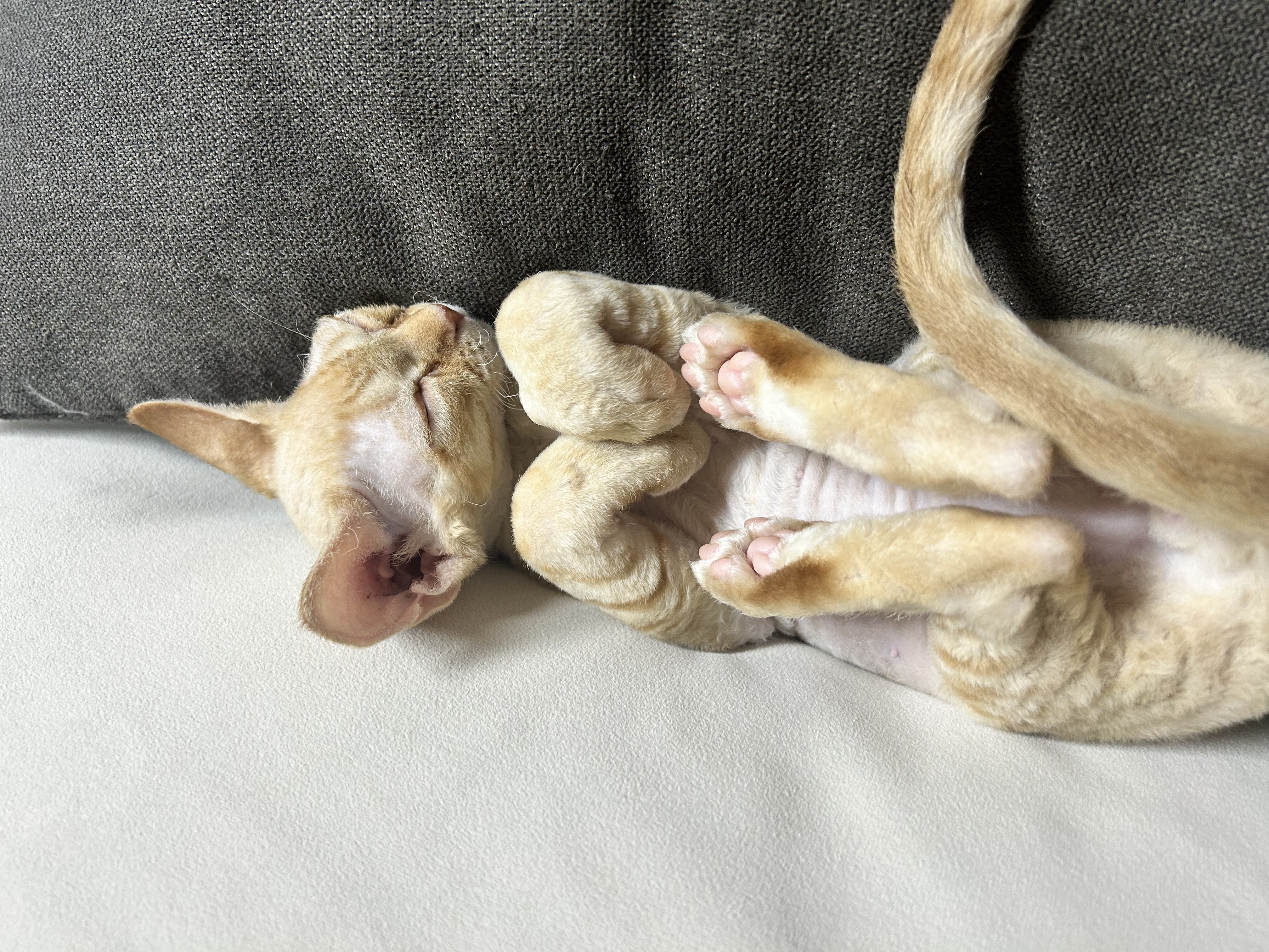 복만이 (던노)와의 한달!