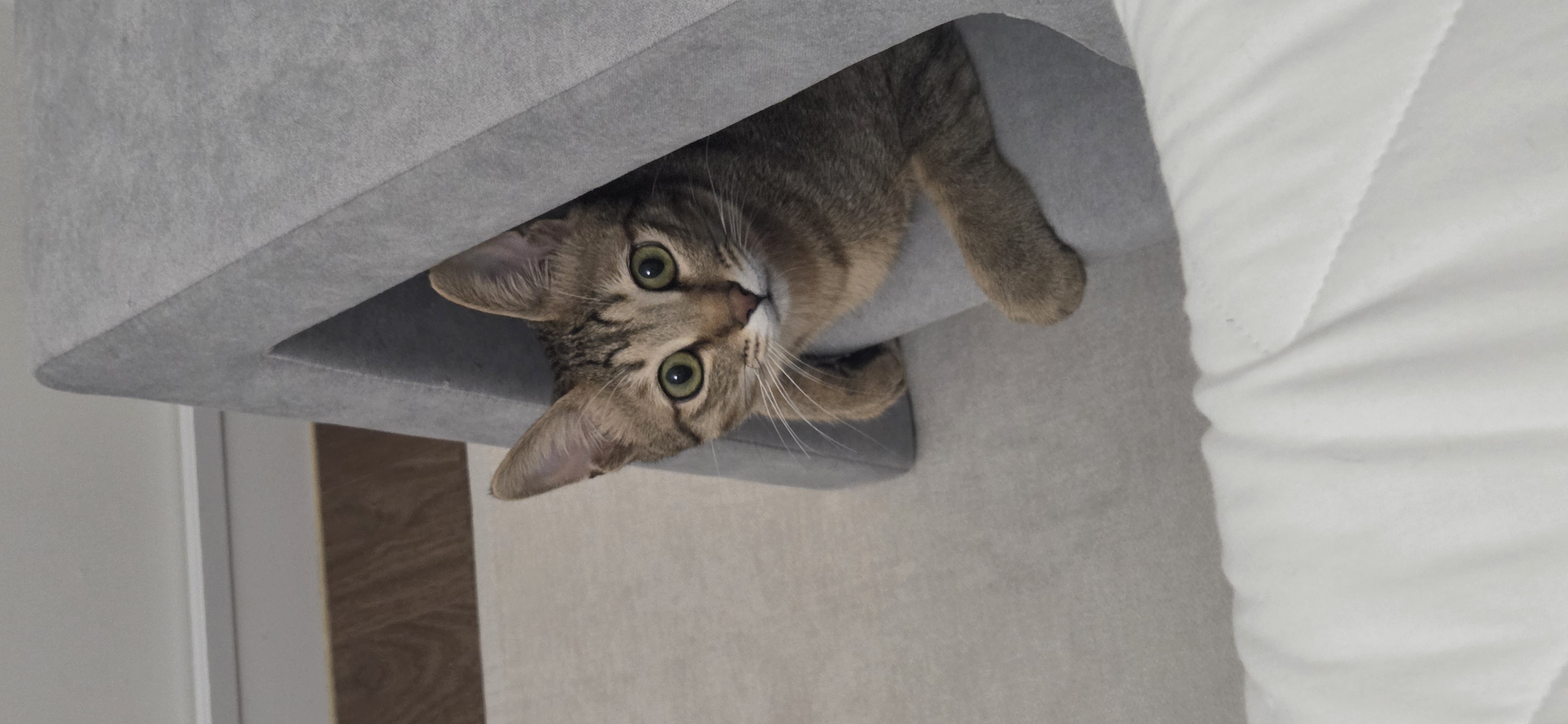 아리(하우) 입양 3달 후기