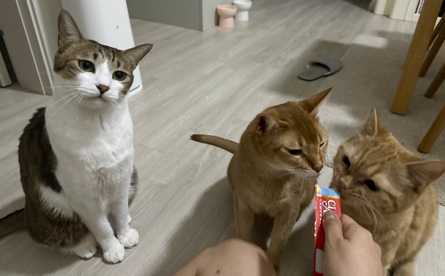 아련눈빛 에몽이 잊지 않으셨죠..?