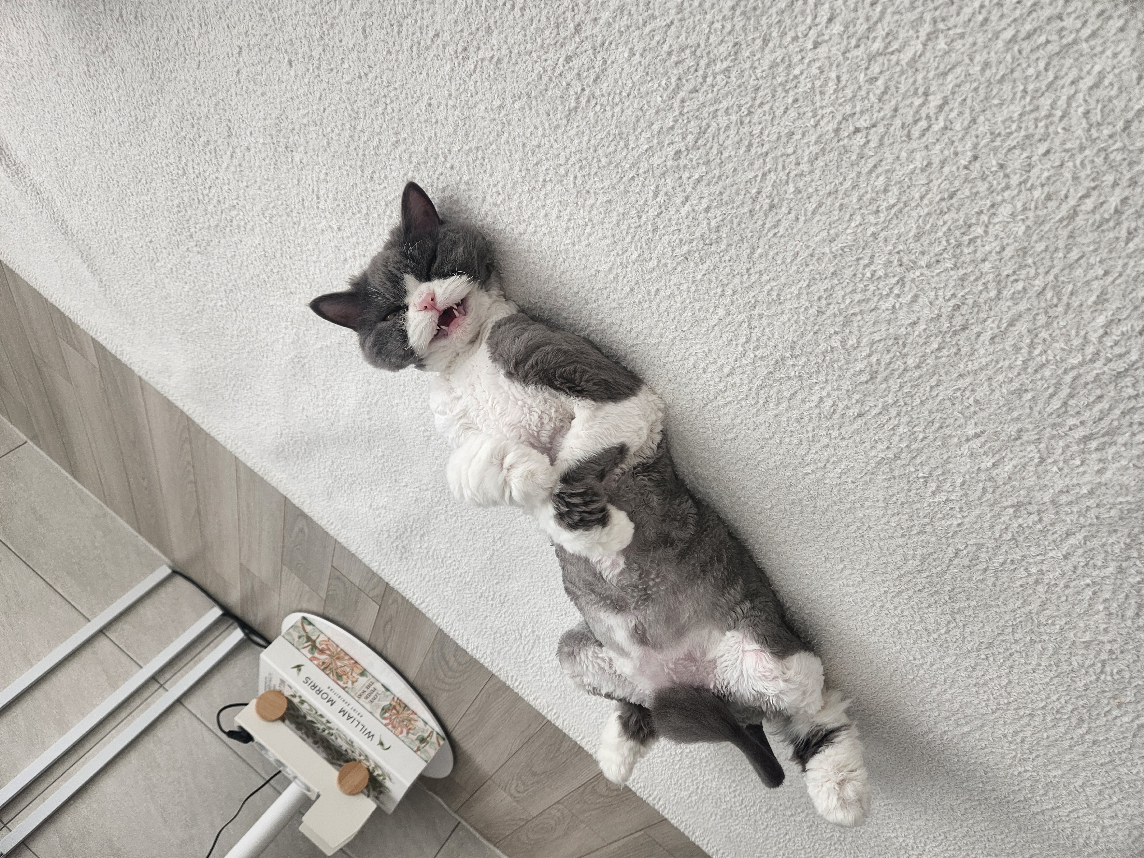 짜리가 루피가되어...