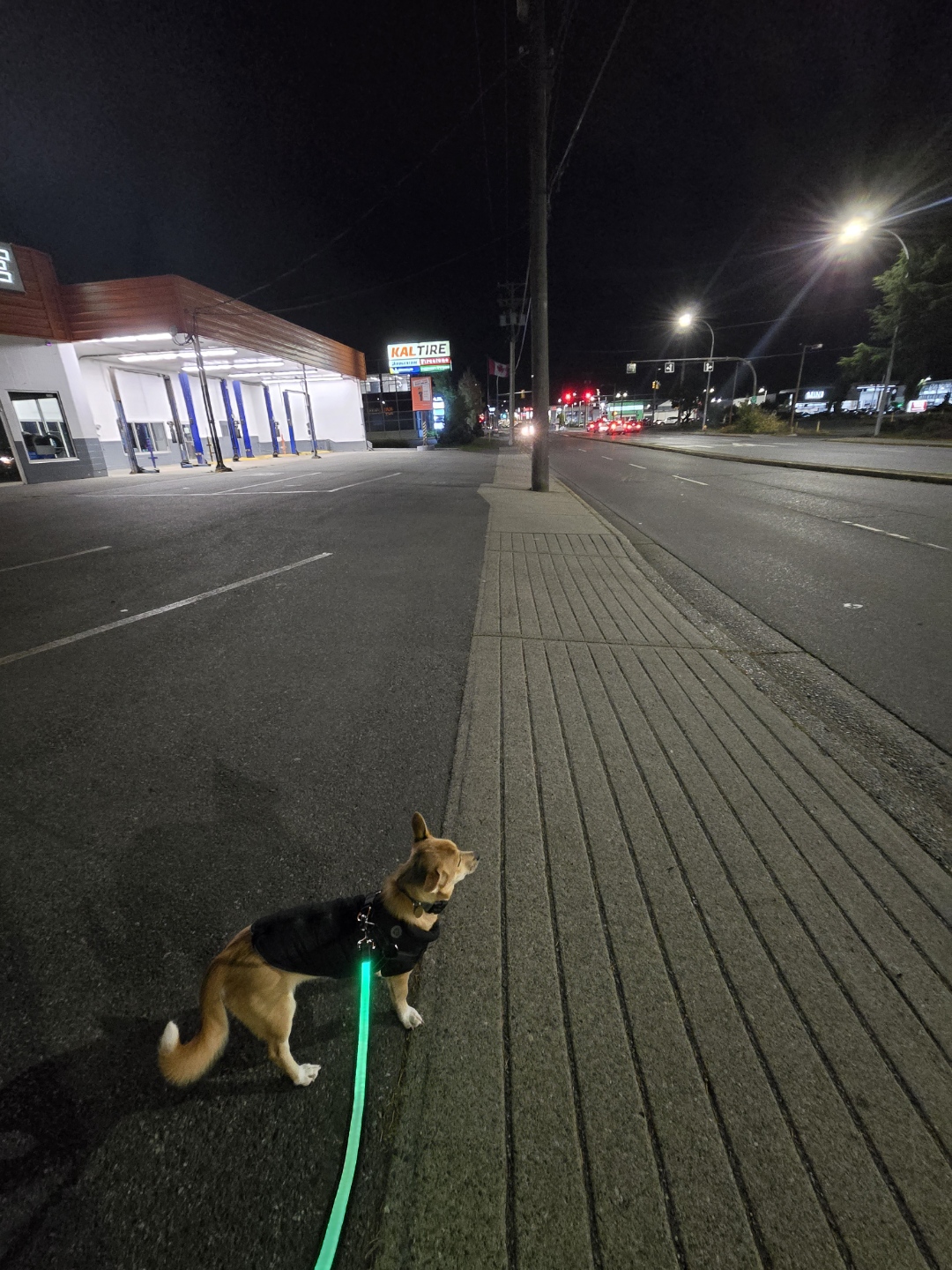 [해외입양] 캐나다 밴쿠버에서 전해온 '모나' 소식💌