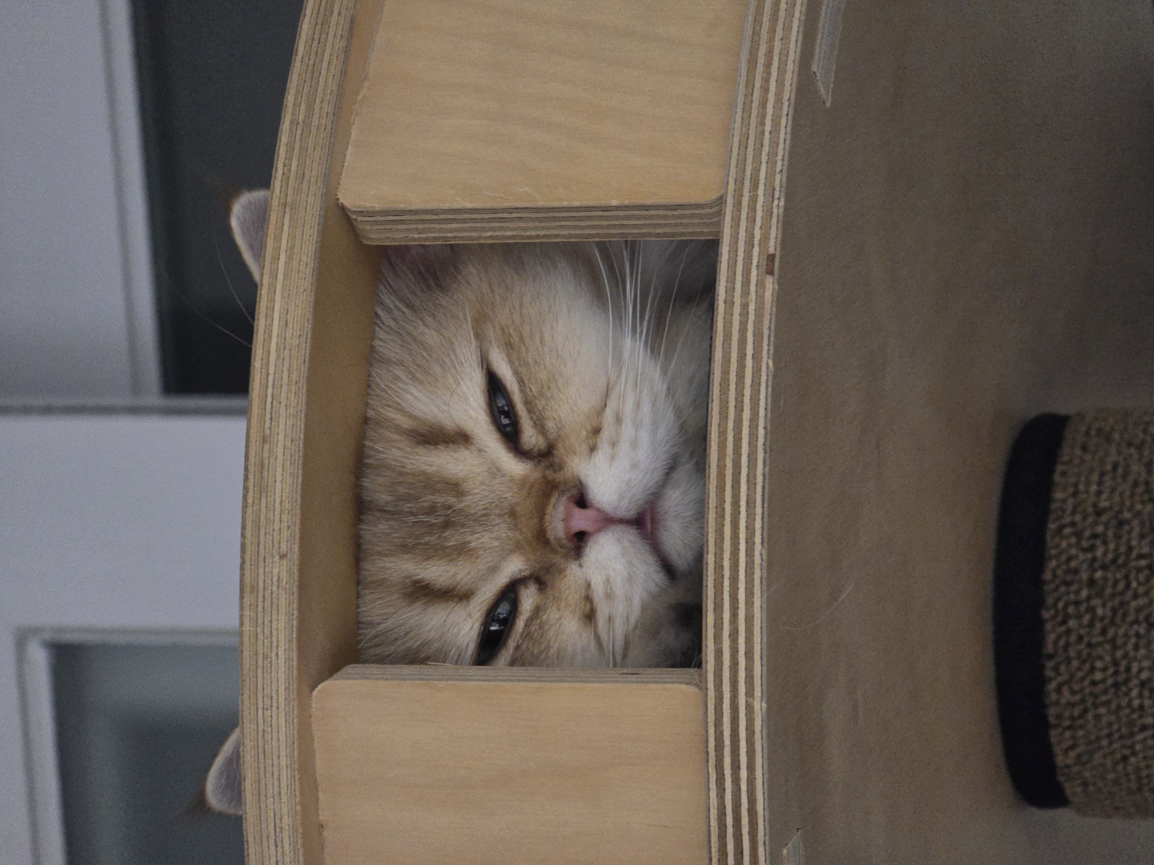 나나&무무(가필드&미가)가족된지 3개월 후기