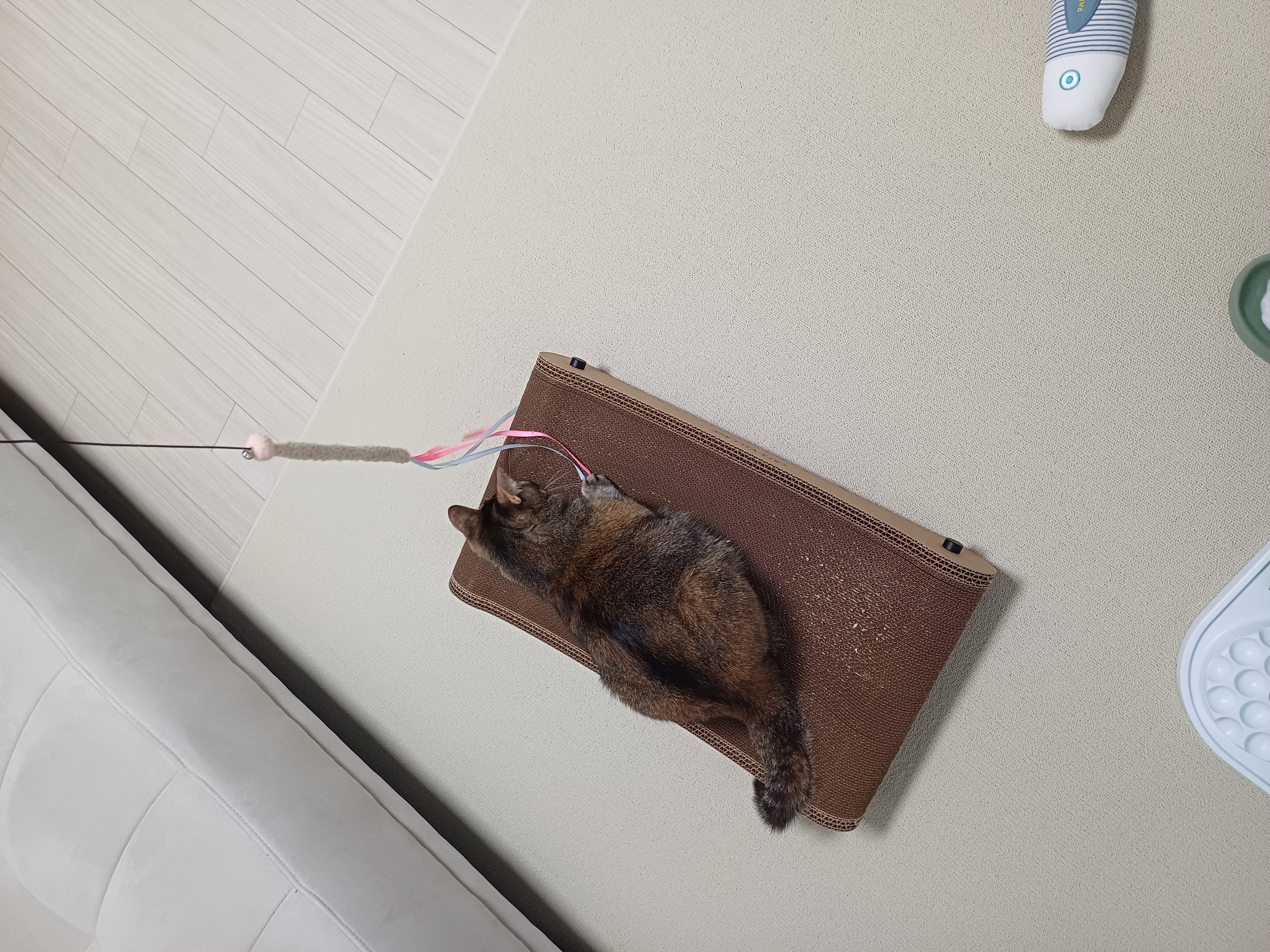 (현)후추 (구)마동이 한달 됐어요!